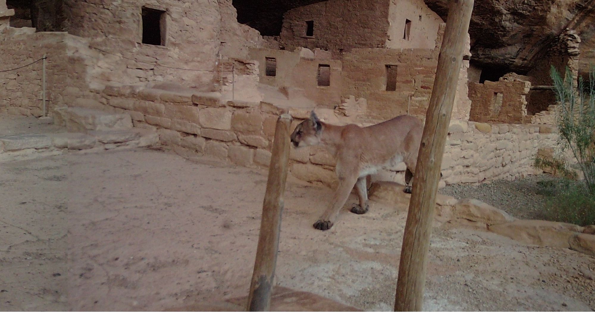 A mountain lion explores the cliff dwellings at Mesa Verde National Park. Photo Credit: National Park Service/Kay Barnett.