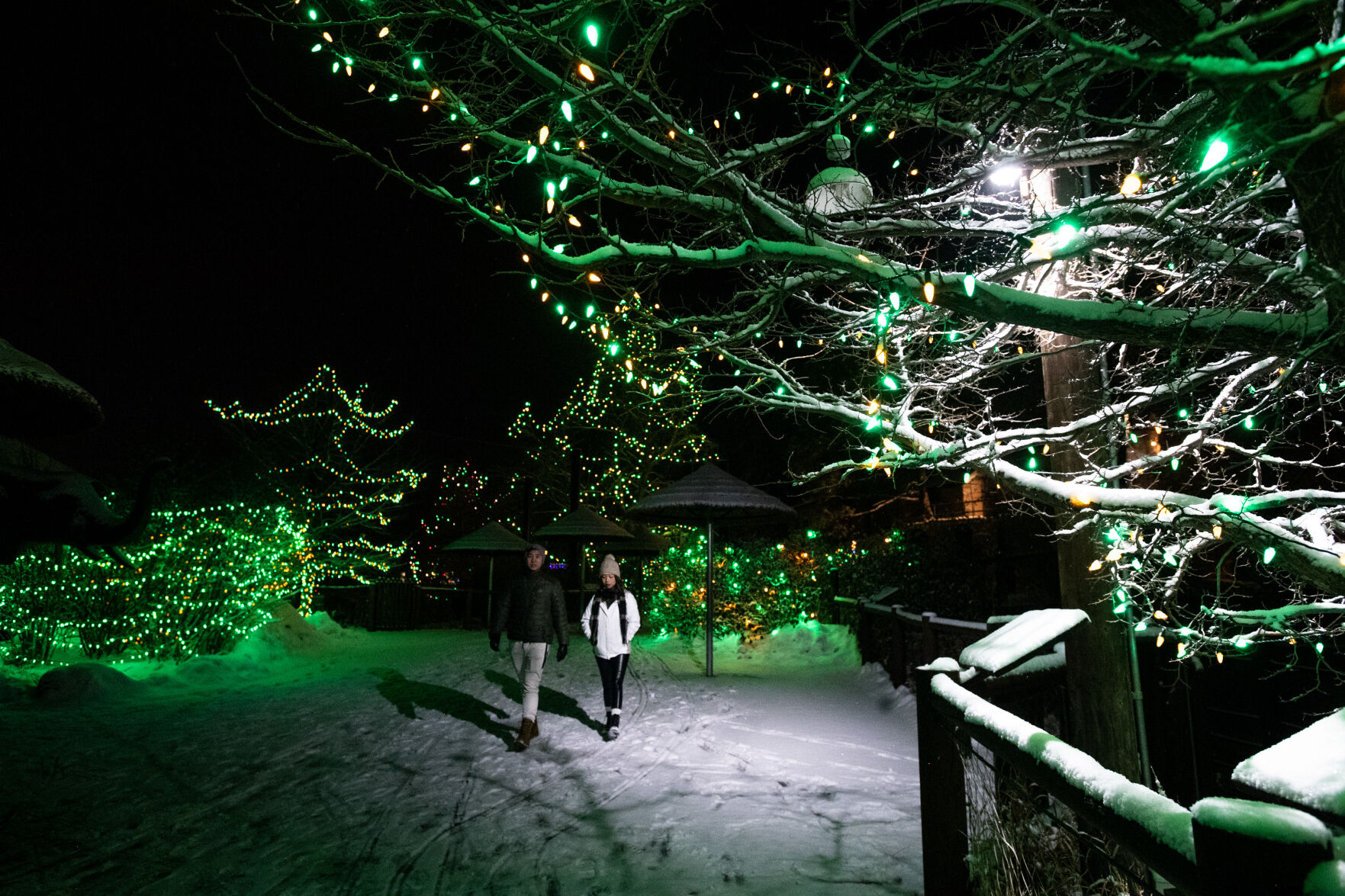 Scenes from the Cheyenne Mountain Zoo’s Electric Safari on Wednesday, Dec. 13, 2023. In addition to more than 85 artisan-made light sculptures, this year’s Electric Safari also features a 15-minute-long drone show—weather permitting—that can be seen from almost anywhere in the zoo. (Parker Seibold, The Gazette) (Parker Seibold)