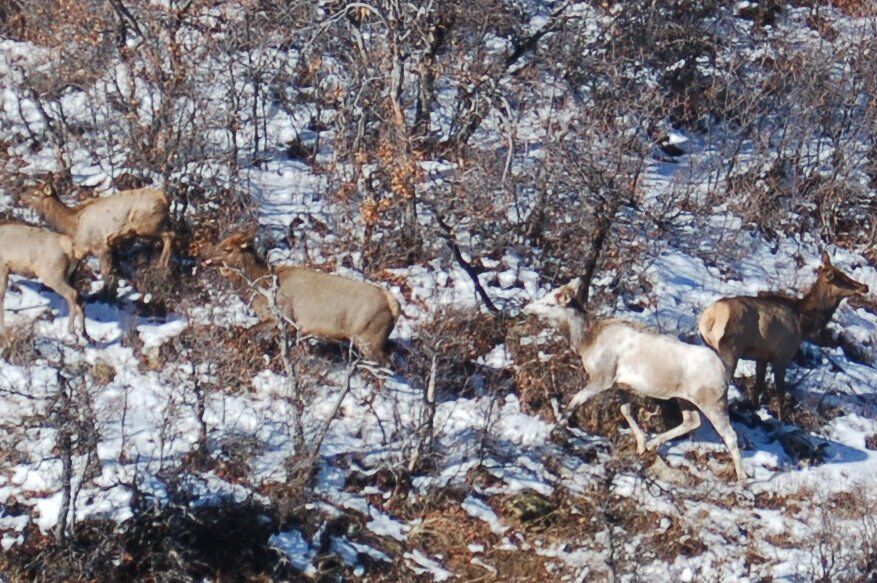 A piebald elk that was captured on camera in western Colorado. Photo Credit: Colorado Parks and Wildlife, Evan Phillips.