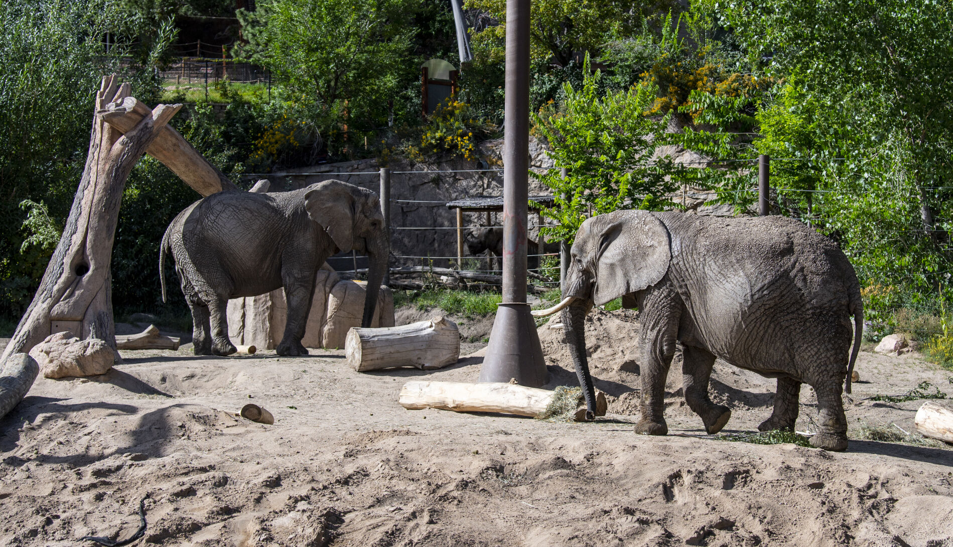 LouLou, left, and Missy, right, two of six aging female African elephants, referred to as “the golden girls,” munch on leaves and hay in Encounter Africa at Cheyenne Mountain Zoo on Sept. 15, 2022. (Parker Seibold, Gazette file)