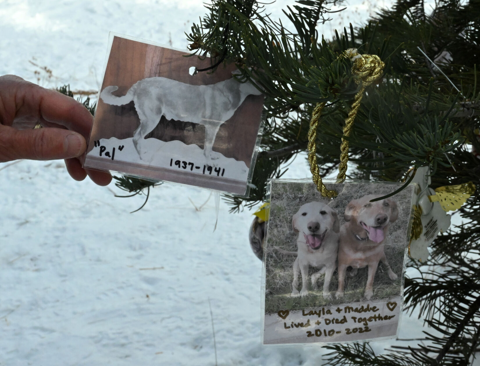 Two touching ornaments on the forever tree in Fox Run Regional Park are one of a dog named Pal that died in 1941 and two dogs that died on the same day.