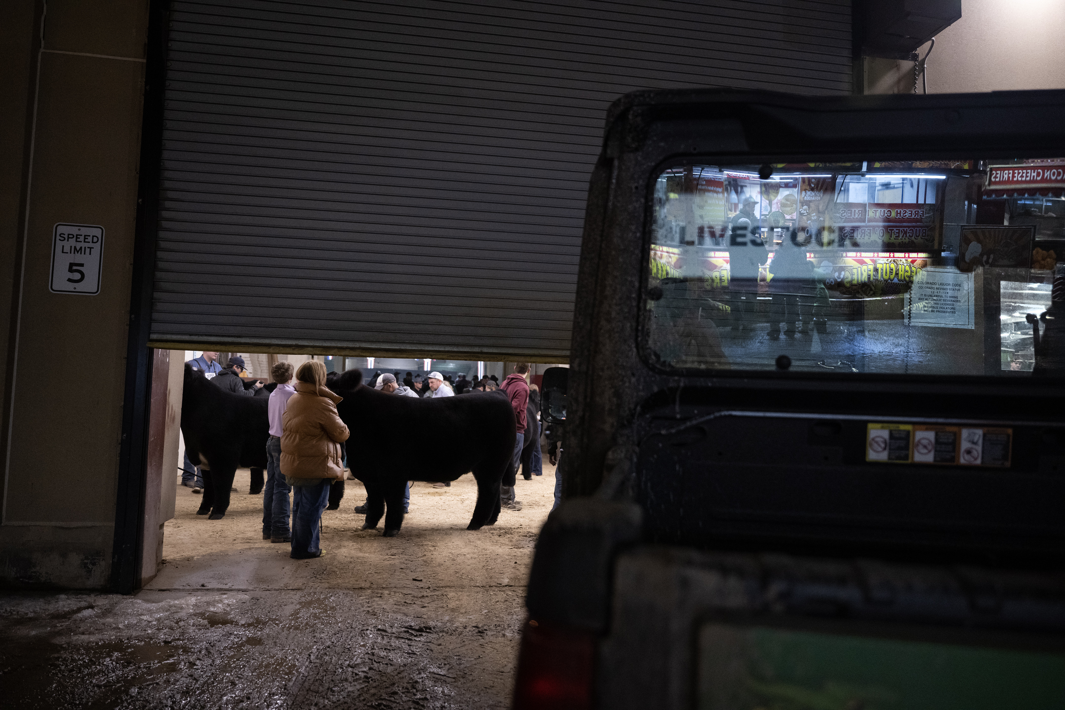 Steers competing for Grand Champion and Reserve Grand Champion wait to enter the arena while food trucks operate outside during the Junior Market Steer Grand Drive on Wednesday, Jan. 17, 2024, at the Stadium Arena in the National Western Complex in Denver, Colo. (Timothy Hurst/Denver Gazette) (TimHursttim.hurst@gazette.comhttps://secure.gravatar.com/avatar/aca82bd62b4ee425c598527cd6faa1b1?d=mm&r=g)