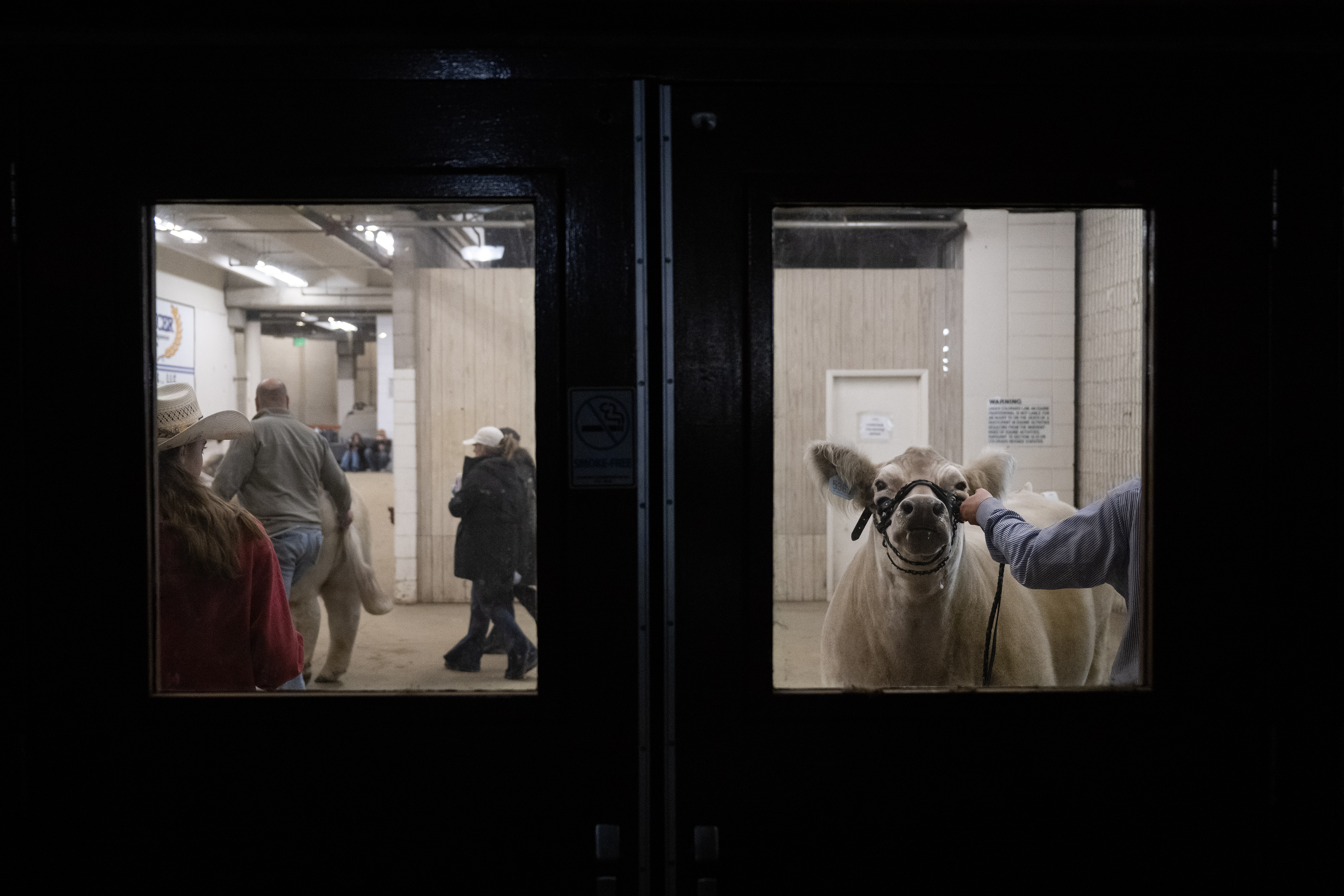 Frosty, the eventual Grand Champion Steer, has some last-minute prep done in the hall leading into the arena during the Junior Market Steer Grand Drive on Wednesday, Jan. 17, 2024, at the Stadium Arena in the National Western Complex in Denver, Colo. (Timothy Hurst/Denver Gazette) (TimHursttim.hurst@gazette.comhttps://secure.gravatar.com/avatar/aca82bd62b4ee425c598527cd6faa1b1?d=mm&r=g)