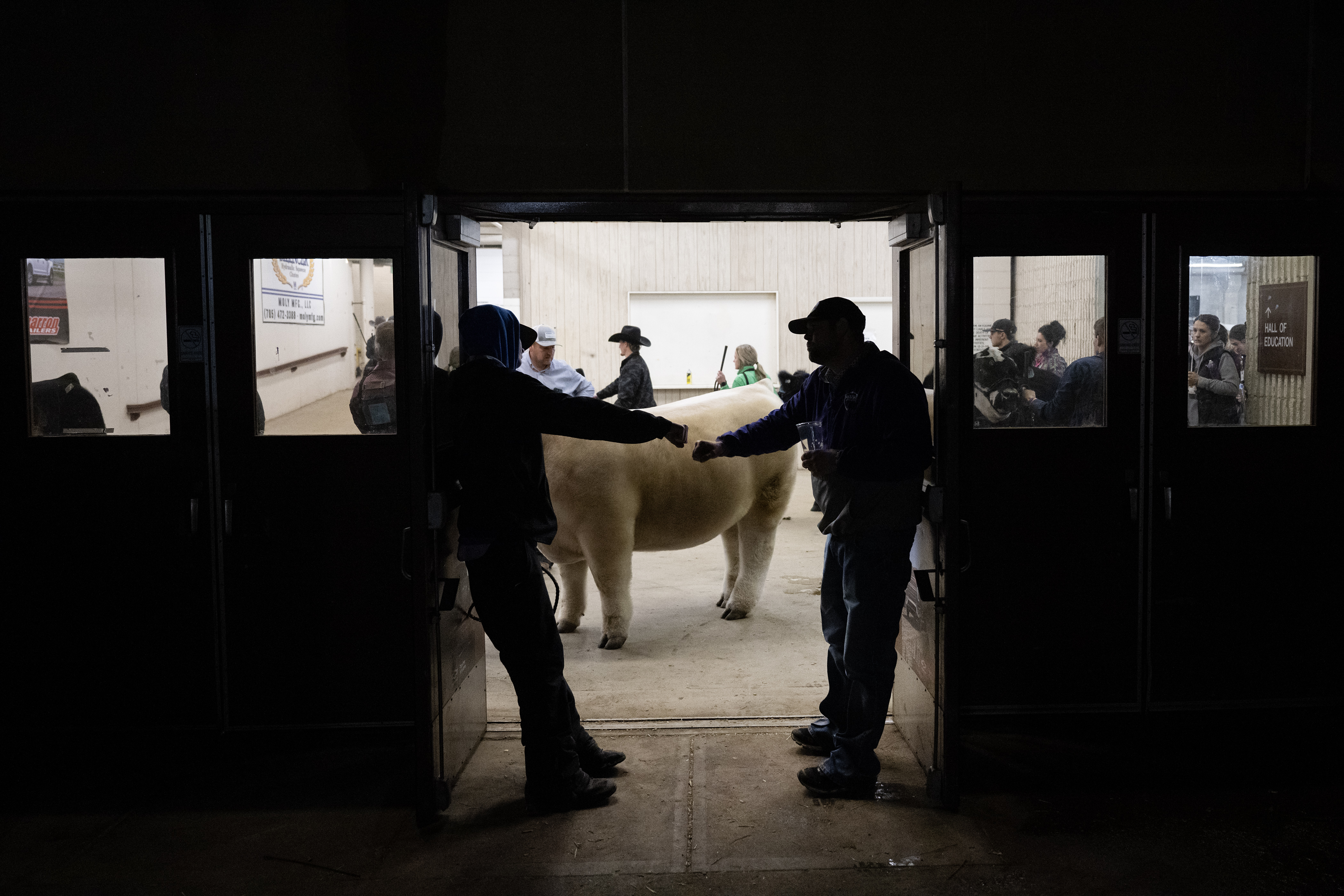 Devon Behmer and Jared Gillespie bump fists while Croix Reimann gets his eventual Grand Champion winning steer ready in the hallway leading to the arena during the Junior Market Steer Grand Drive on Wednesday, Jan. 17, 2024, at the Stadium Arena in the National Western Complex in Denver, Colo.(Timothy Hurst/Denver Gazette) (TimHursttim.hurst@gazette.comhttps://secure.gravatar.com/avatar/aca82bd62b4ee425c598527cd6faa1b1?d=mm&r=g)