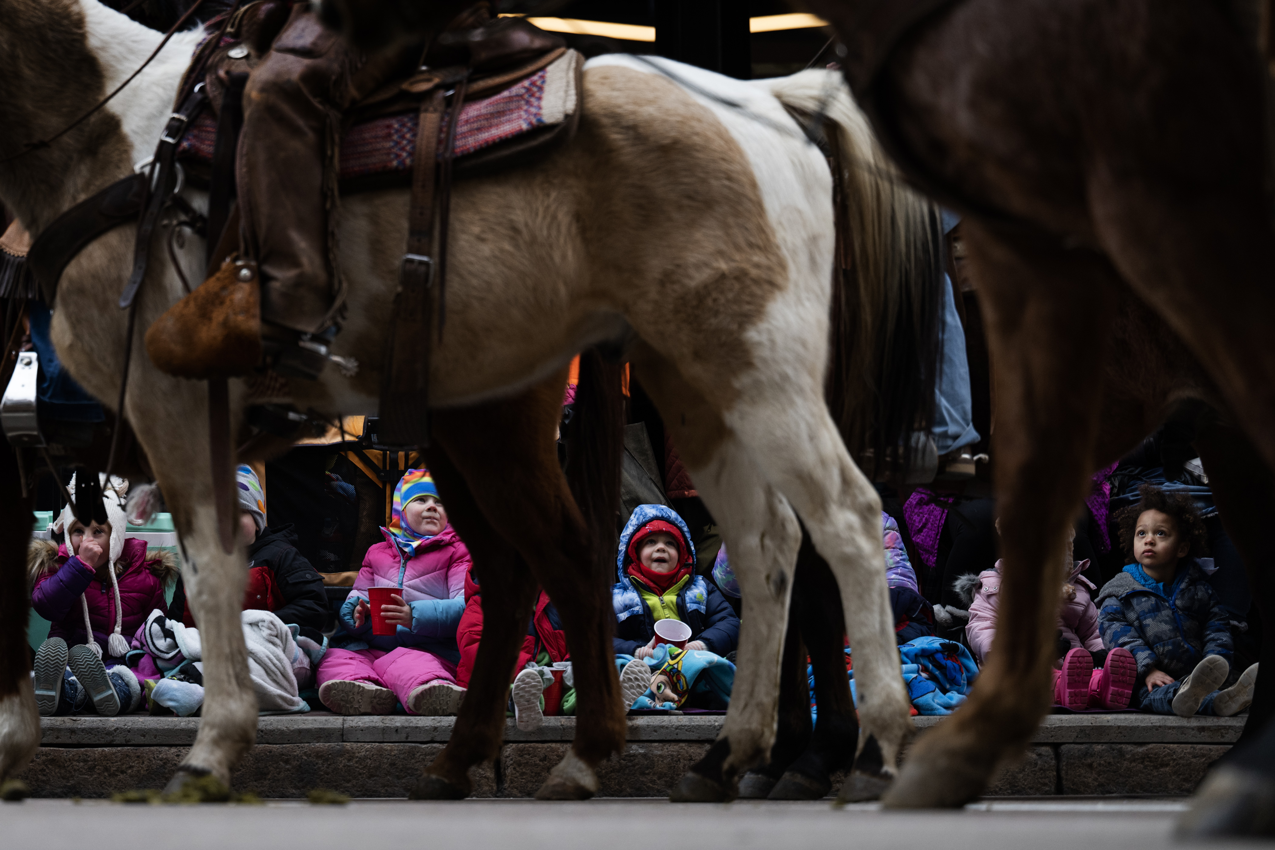 Children look on as wranglers drive Texas Longhorns from Silverado Ranch up 17th Street during The National Western Stock Show Kick-off Parade on Thursday, Jan. 4, 2024, in Denver, Colo. (Timothy Hurst/Denver Gazette) (TimHursttim.hurst@gazette.comhttps://secure.gravatar.com/avatar/aca82bd62b4ee425c598527cd6faa1b1?d=mm&r=g)