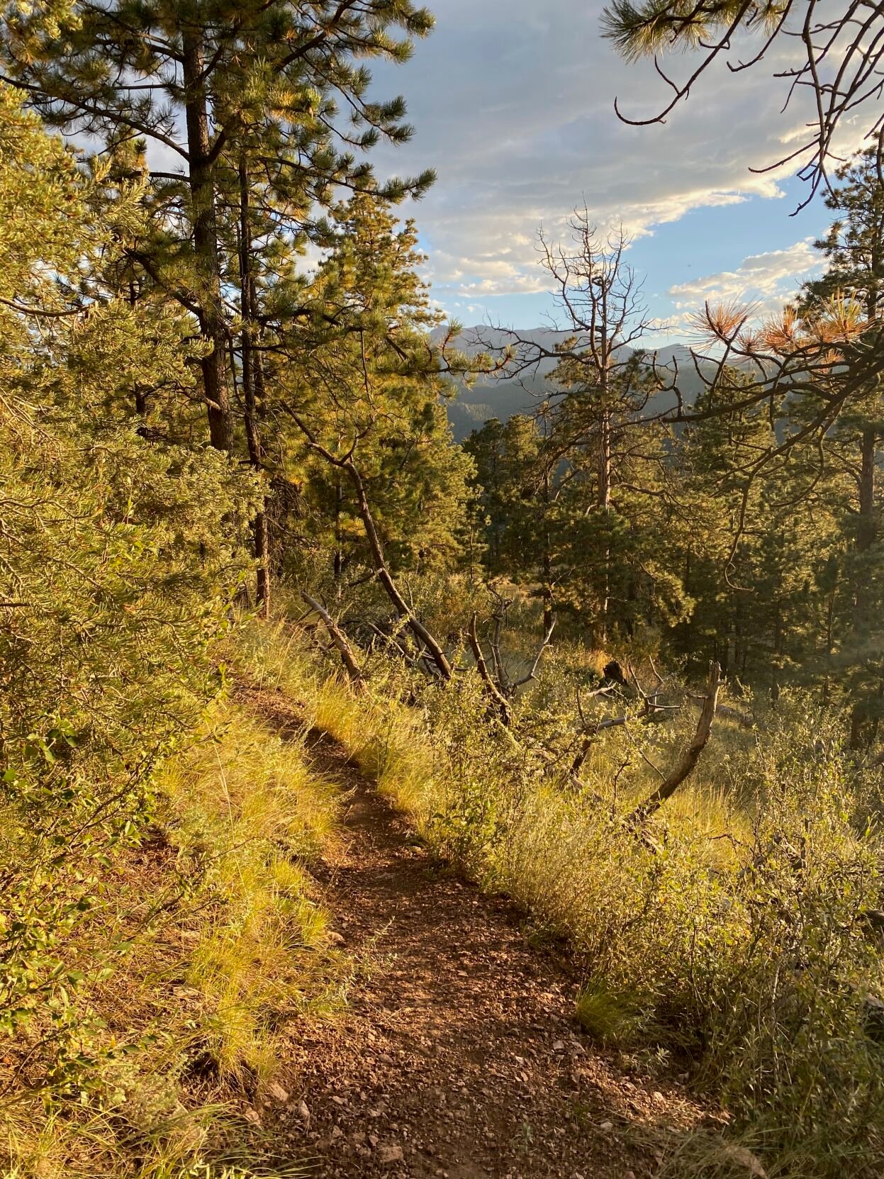 Views from the proposed Avenger Open Space near Woodland Park. Photo courtesy Chris Gonzales