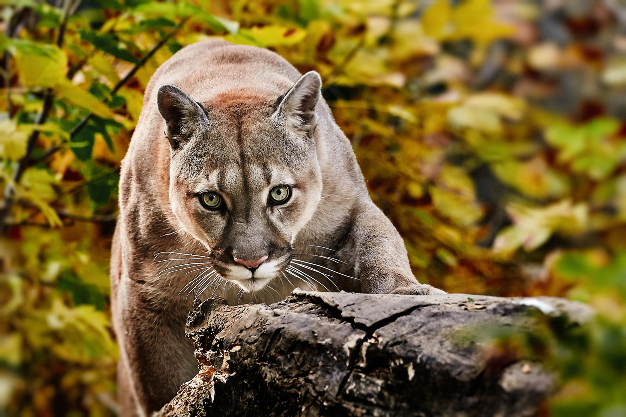 Photo Credit: Evgeny555 (iStock). (Evgeny555)