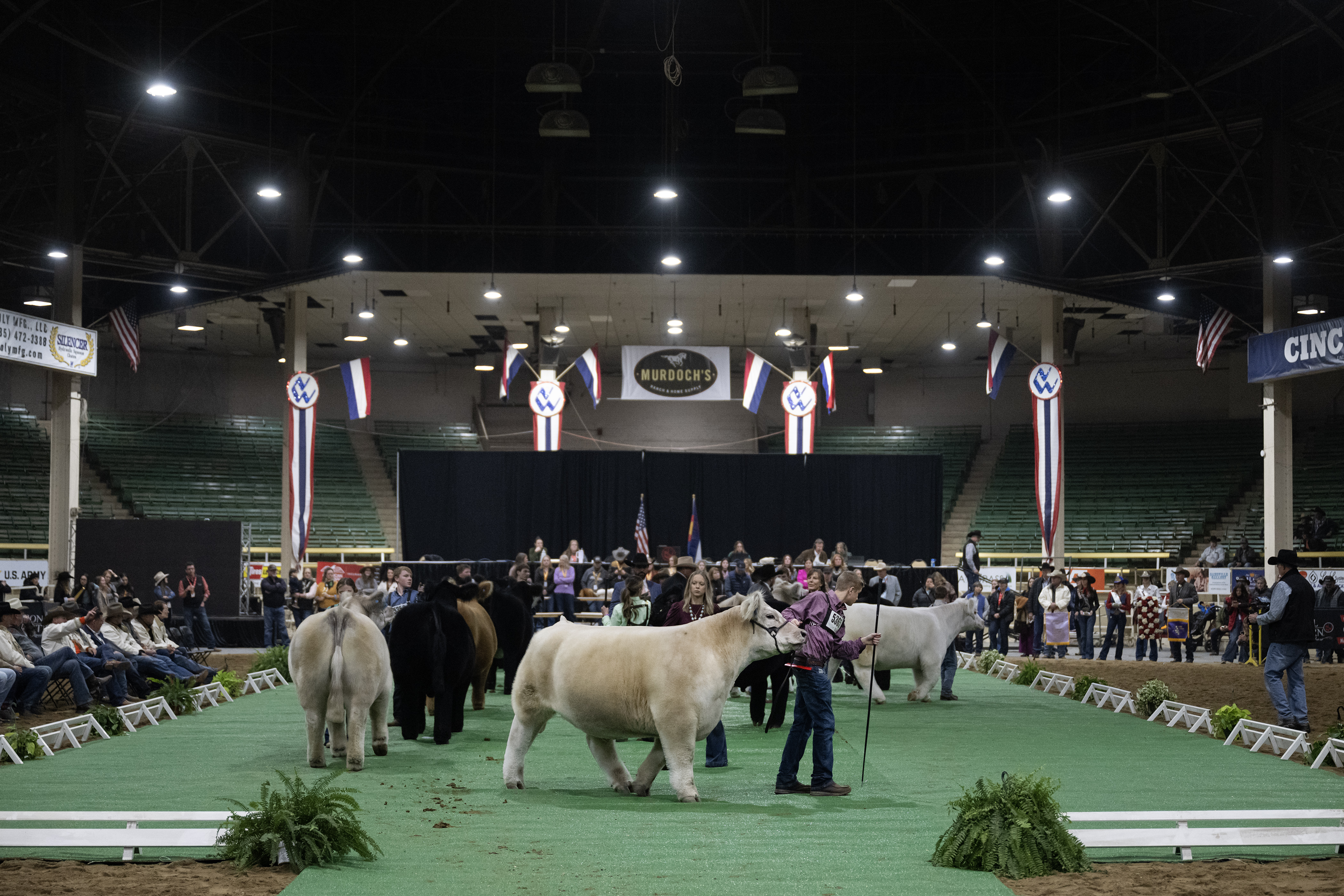 Croix Reimann walks his steer, Frosty, around the green carpet before being named Grand Champion during the Junior Market Steer Grand Drive on Wednesday, Jan. 17, 2024, at the Stadium Arena in the National Western Complex in Denver, Colo. (Timothy Hurst/Denver Gazette) (TimHursttim.hurst@gazette.comhttps://secure.gravatar.com/avatar/aca82bd62b4ee425c598527cd6faa1b1?d=mm&r=g)