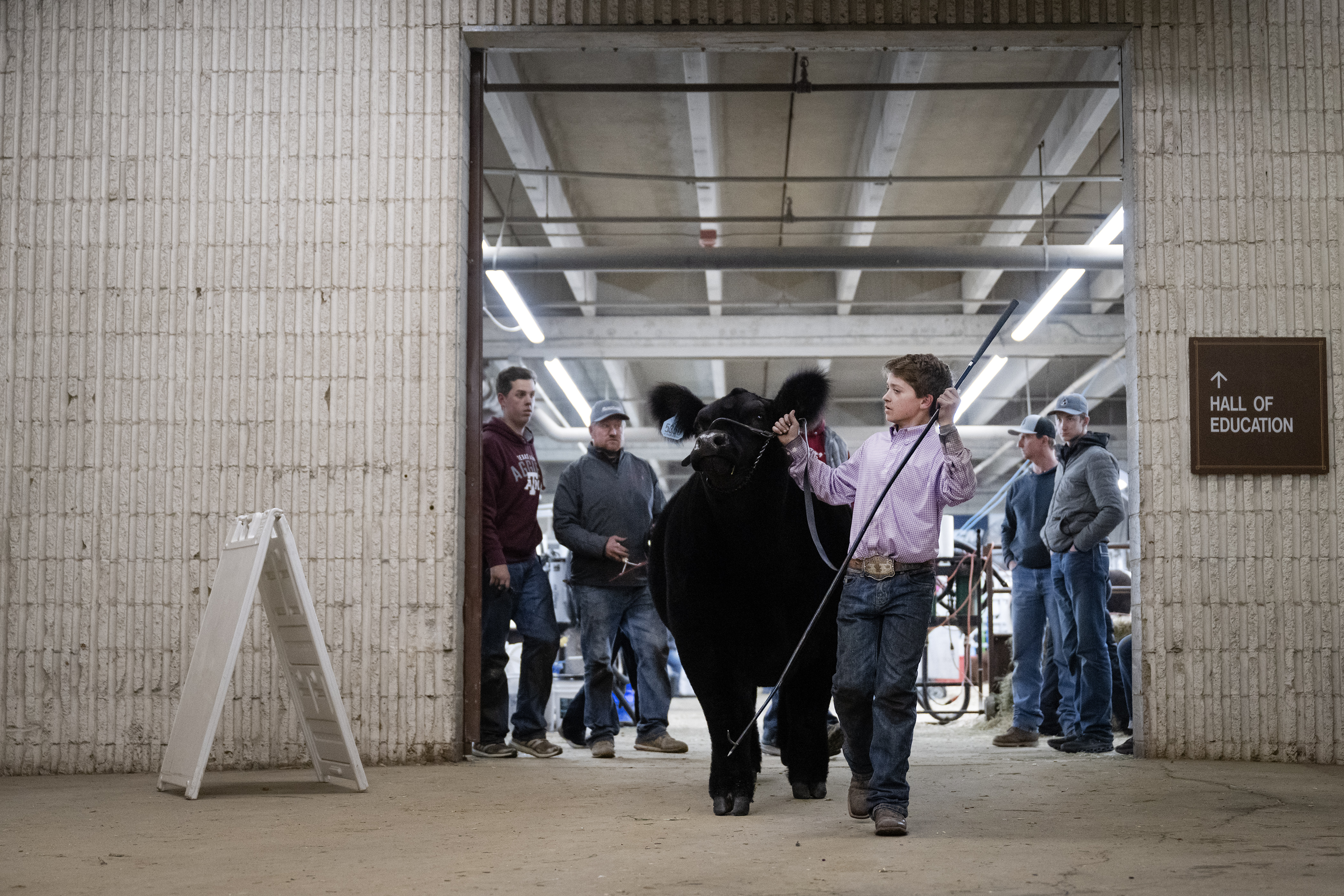 A young exhibitor leads his steer to the arena before the Junior Market Steer Grand Drive on Wednesday, Jan. 17, 2024, at the Stadium Arena in the National Western Complex in Denver, Colo. (Timothy Hurst/Denver Gazette) (TimHursttim.hurst@gazette.comhttps://secure.gravatar.com/avatar/aca82bd62b4ee425c598527cd6faa1b1?d=mm&r=g)
