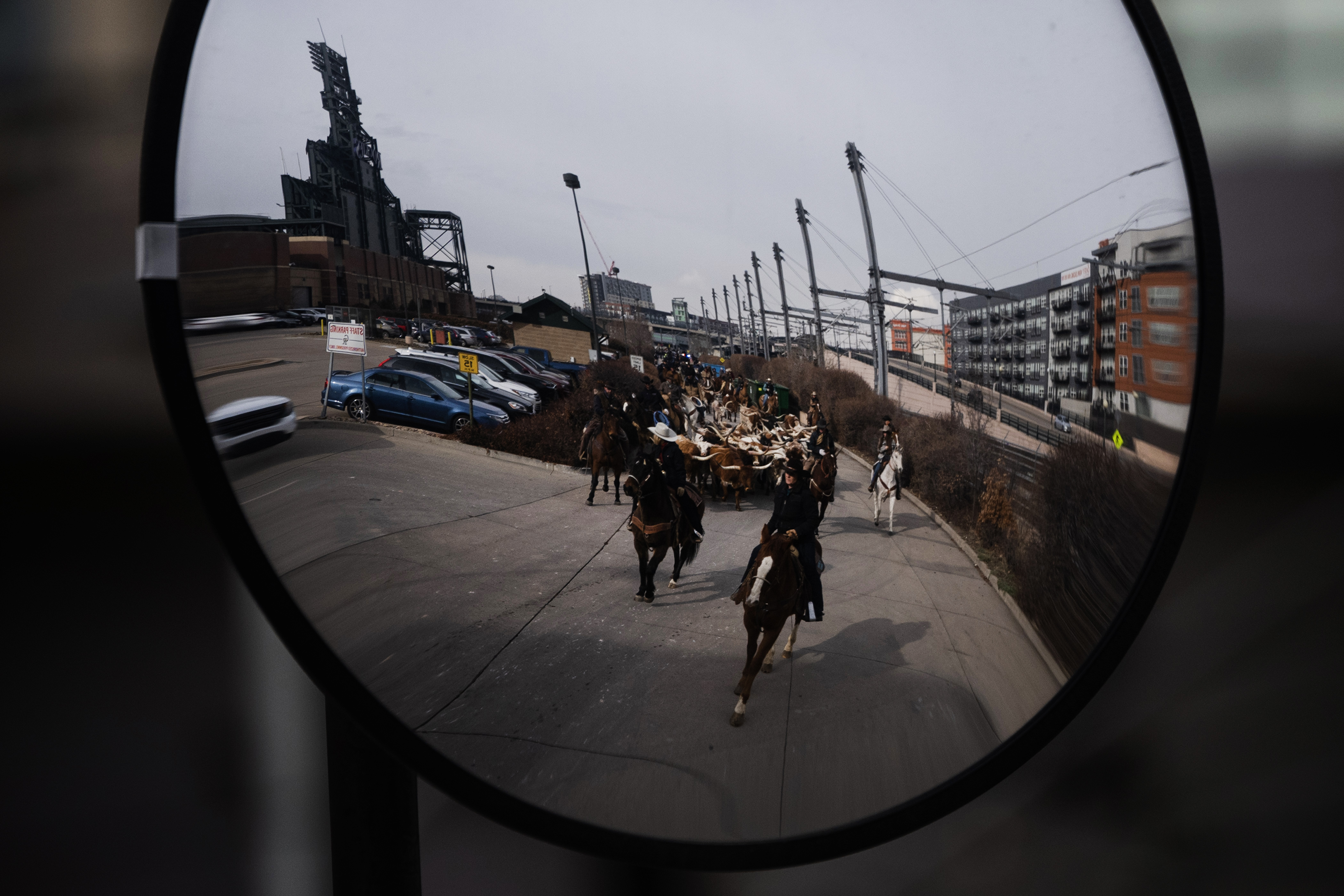Wranglers from Silverado Ranch drive Texas Longhorns behind Coors Field to the starting point of The National Western Stock Show Kick-off Parade on Thursday, Jan. 4, 2024, in Denver, Colo. (Timothy Hurst/Denver Gazette) (TimHursttim.hurst@gazette.comhttps://secure.gravatar.com/avatar/aca82bd62b4ee425c598527cd6faa1b1?d=mm&r=g)