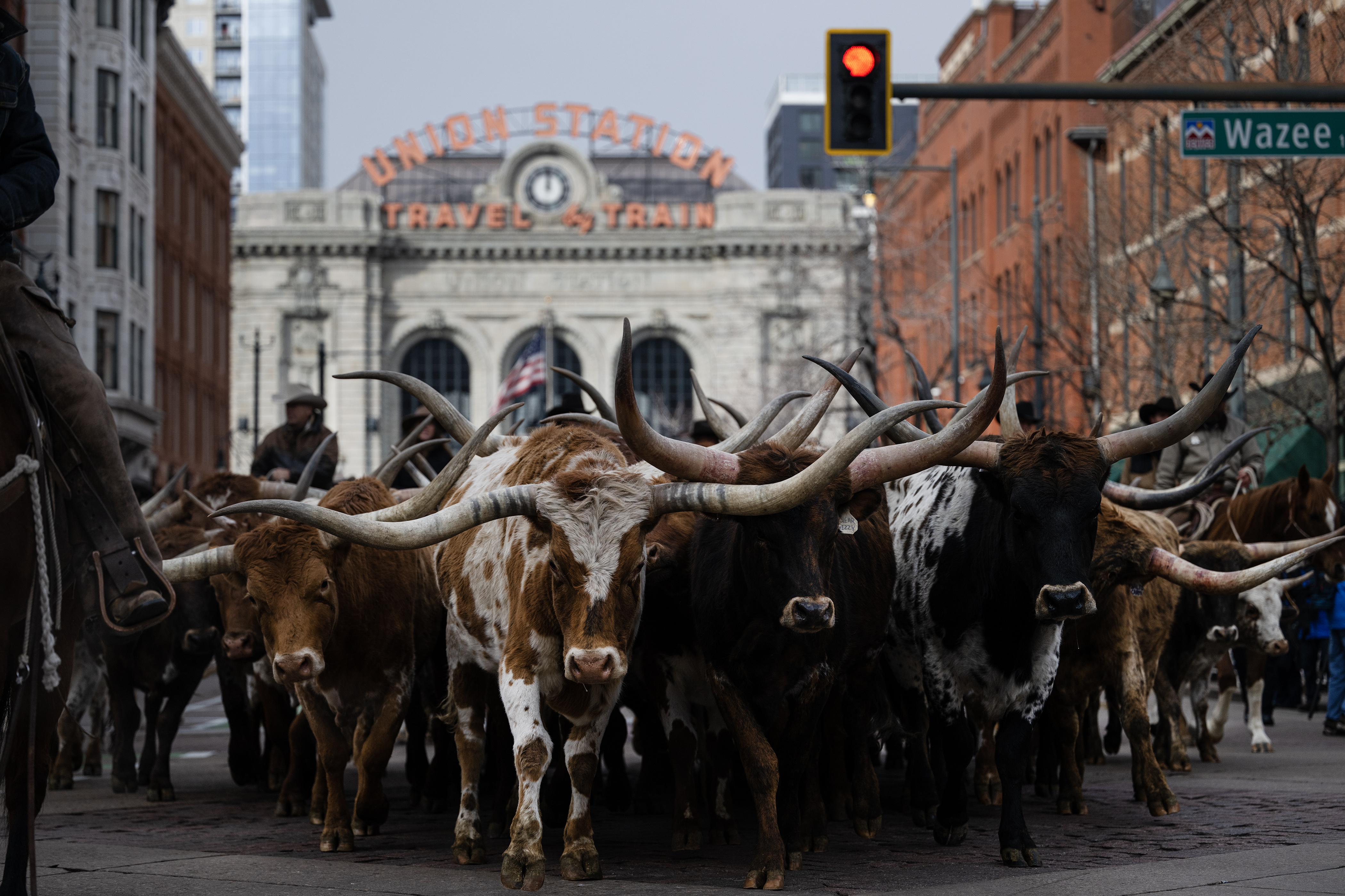 Texas Longhorns from Silverado Ranch are driven past Union Station and down 17th Street during The National Western Stock Show Kick-off Parade on Thursday, Jan. 4, 2024, in Denver, Colo. (Timothy Hurst/Denver Gazette) (TimHursttim.hurst@gazette.comhttps://secure.gravatar.com/avatar/aca82bd62b4ee425c598527cd6faa1b1?d=mm&r=g)