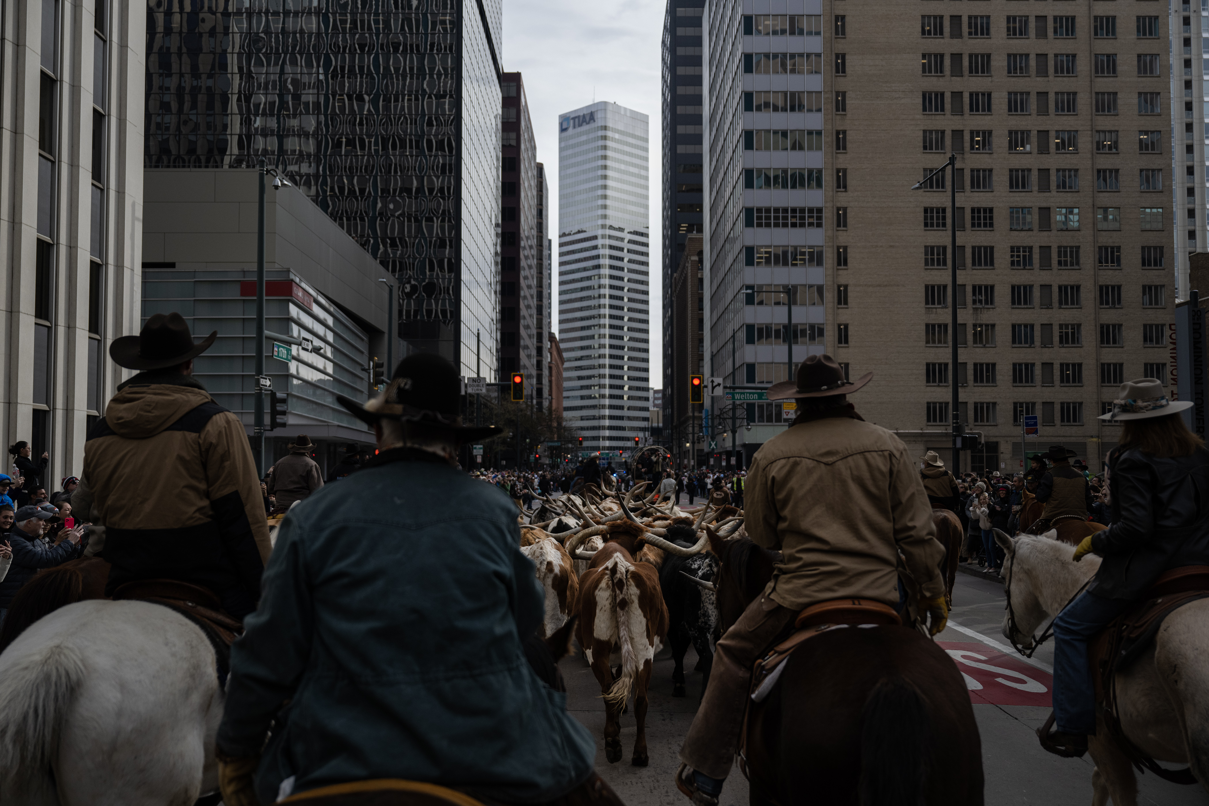 Wranglers from Silverado Ranch drive Texas Longhorns behind Coors Field to the starting point of The National Western Stock Show Kick-off Parade on Thursday, Jan. 4, 2024, in Denver, Colo. (Timothy Hurst/Denver Gazette) (TimHursttim.hurst@gazette.comhttps://secure.gravatar.com/avatar/aca82bd62b4ee425c598527cd6faa1b1?d=mm&r=g)