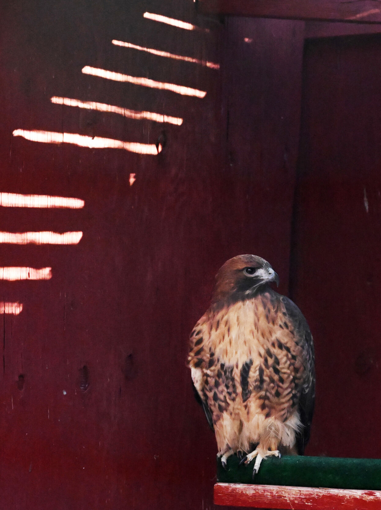 A red-tailed hawk at the at the Raptor Center at the Nature and Wildlife Discovery Center in Pueblo on Wednesday, Dec. 6, 2023.