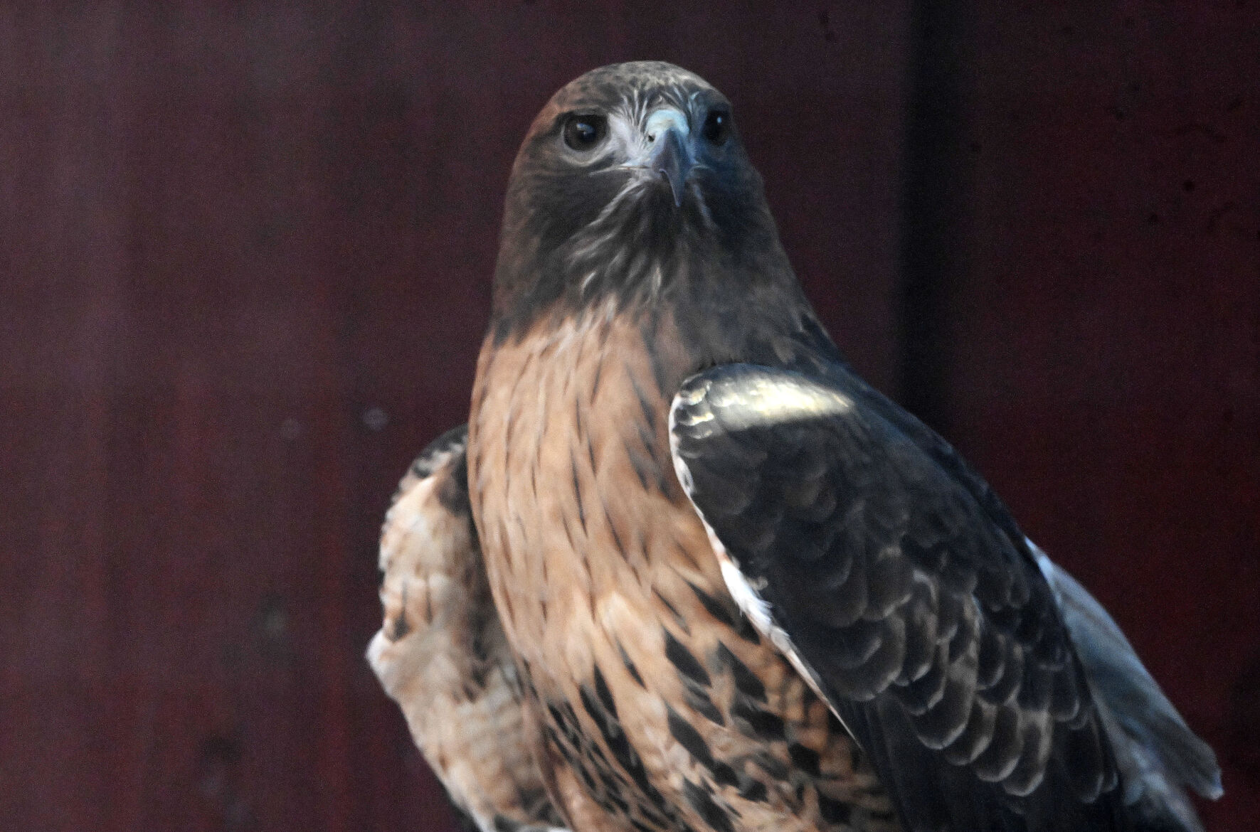 Southern Colorado raptor center a place for discovery and recovery