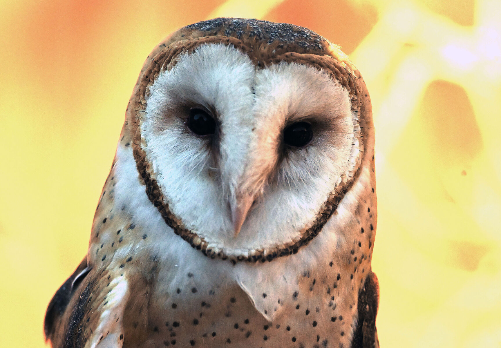 Piper the barn owl was found by a Colorado Parks and Wildlife officer, unable to fly.