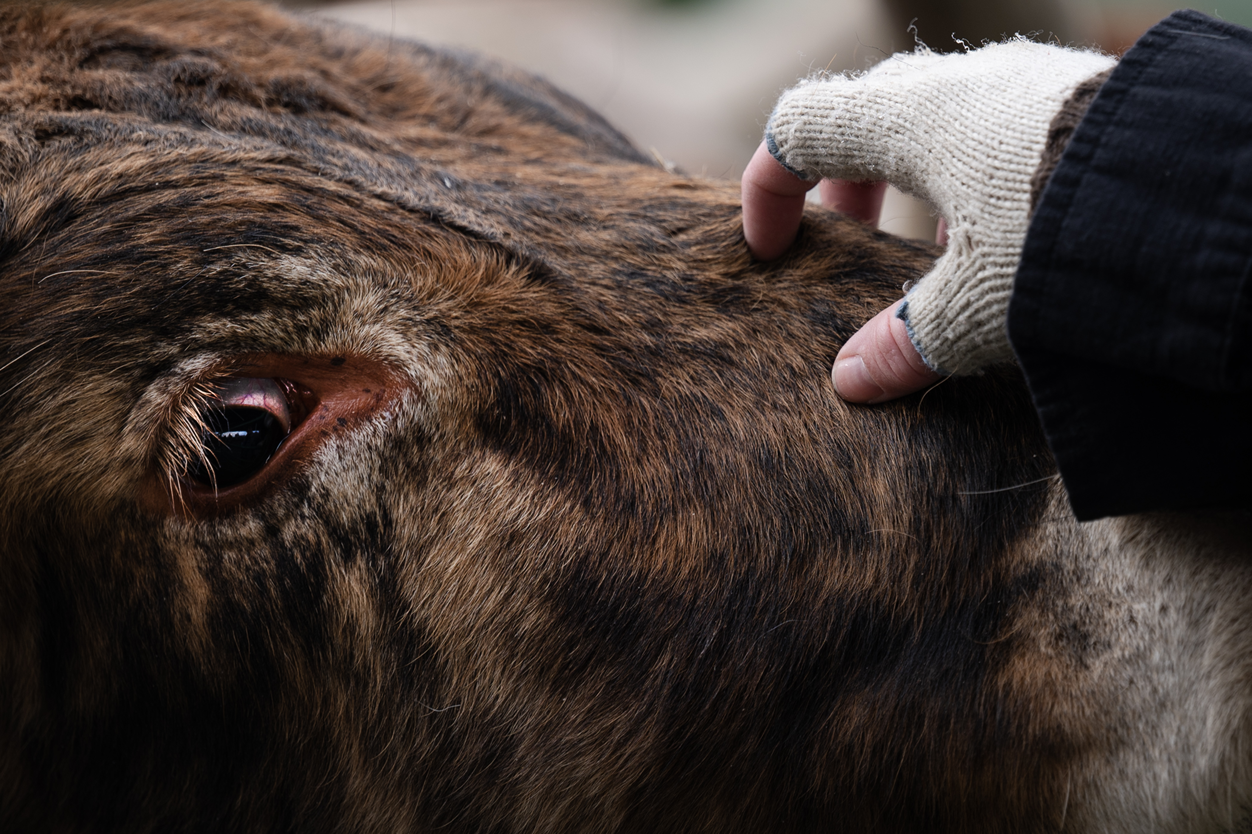 Tegan Decney, with the CSU Spur Campus, gives a Texas Longhorn a scratch on the nose before The National Western Stock Show Kick-off Parade on Thursday, Jan. 4, 2024, in Denver, Colo. (Timothy Hurst/Denver Gazette) (TimHursttim.hurst@gazette.comhttps://secure.gravatar.com/avatar/aca82bd62b4ee425c598527cd6faa1b1?d=mm&r=g)