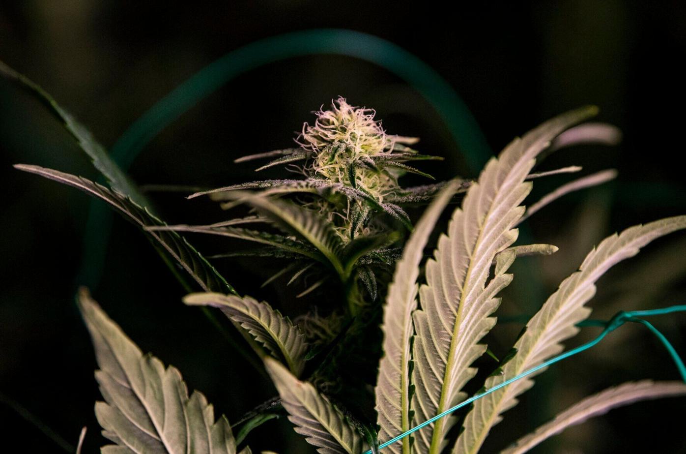 Colorado wrestles with ‘hospitality,’ ‘spa’ type rooms for cannabis