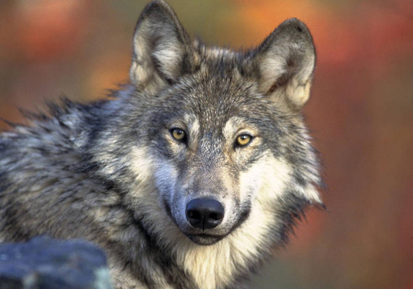 Wolves and recreation in Colorado: Should you be worried?