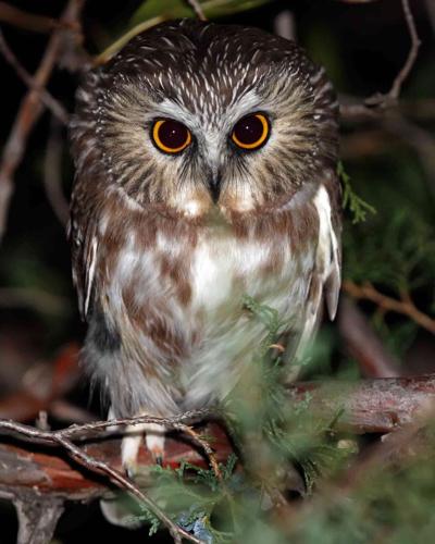 011324 owls 1.jpg