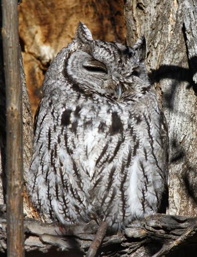 011324 owls 4.jpg