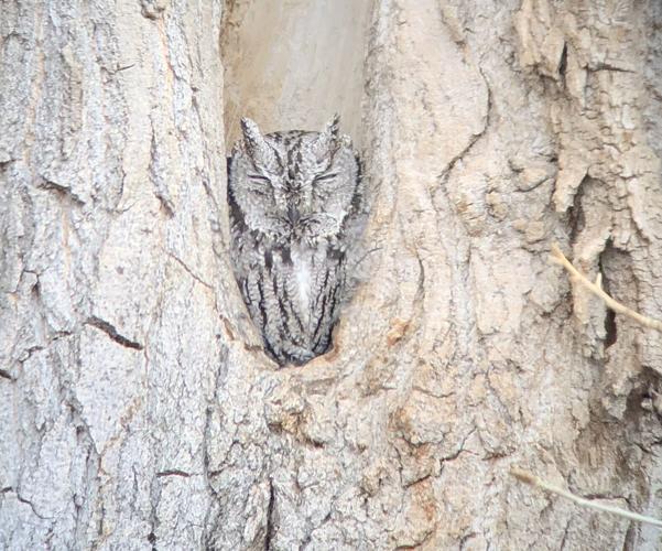 011324 owls 5.jpg