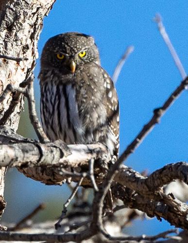 011324 owls 2.jpg