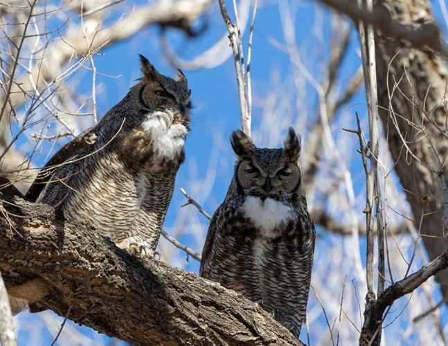 011324 owls.jpg