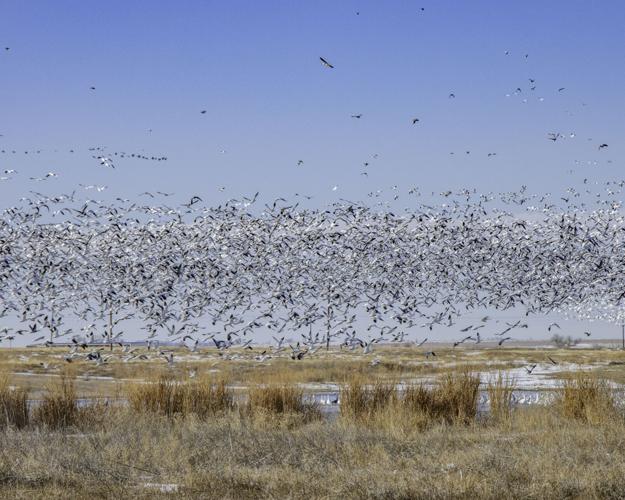 012123 geese 4.jpg (copy)