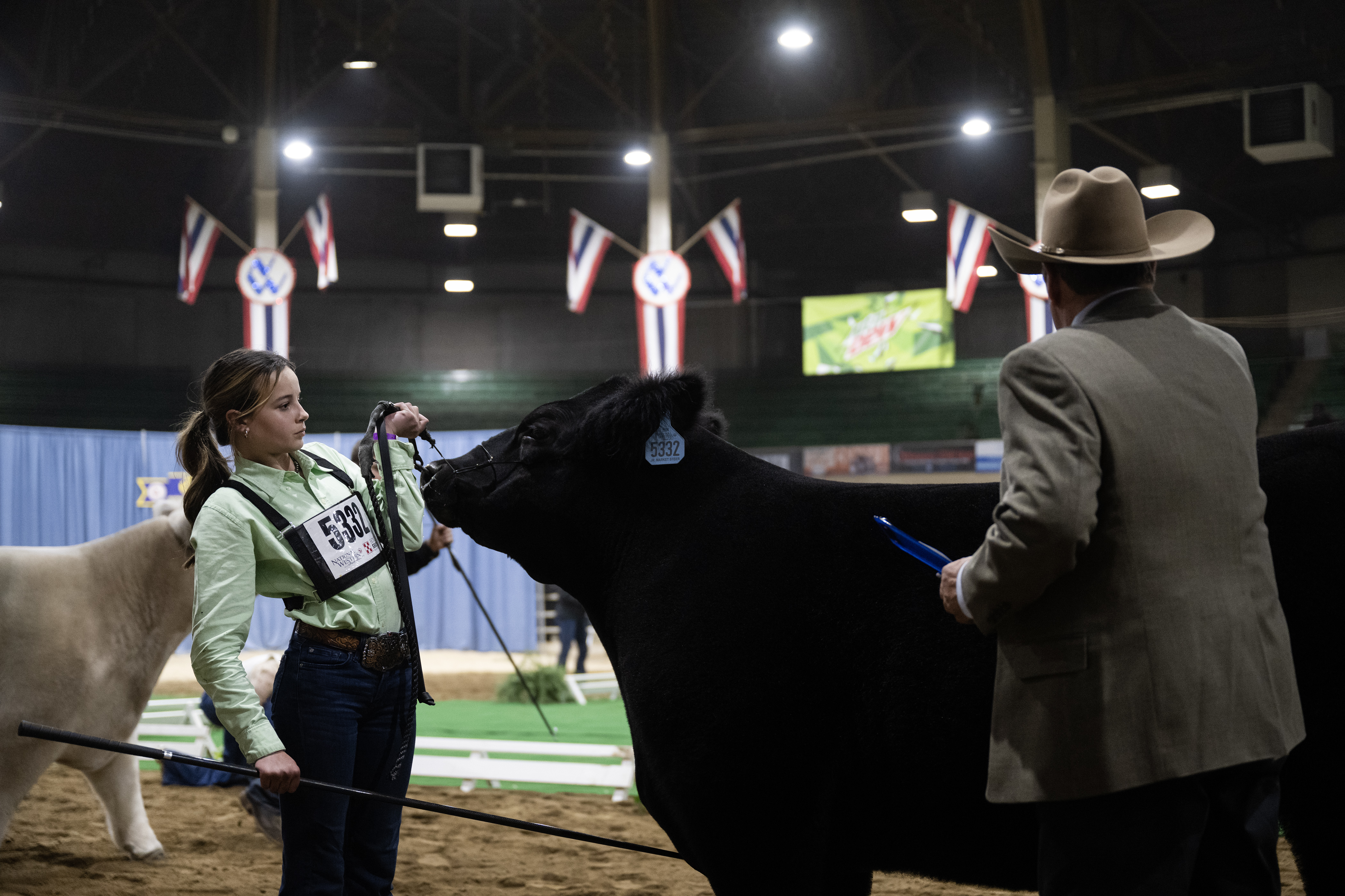 Judge Kirk Stierwalt looks over an exhibitor’s steer during the Junior Market Steer Grand Drive on Wednesday, Jan. 17, 2024, at the Stadium Arena in the National Western Complex in Denver, Colo. (Timothy Hurst/Denver Gazette) (TimHursttim.hurst@gazette.comhttps://secure.gravatar.com/avatar/aca82bd62b4ee425c598527cd6faa1b1?d=mm&r=g)