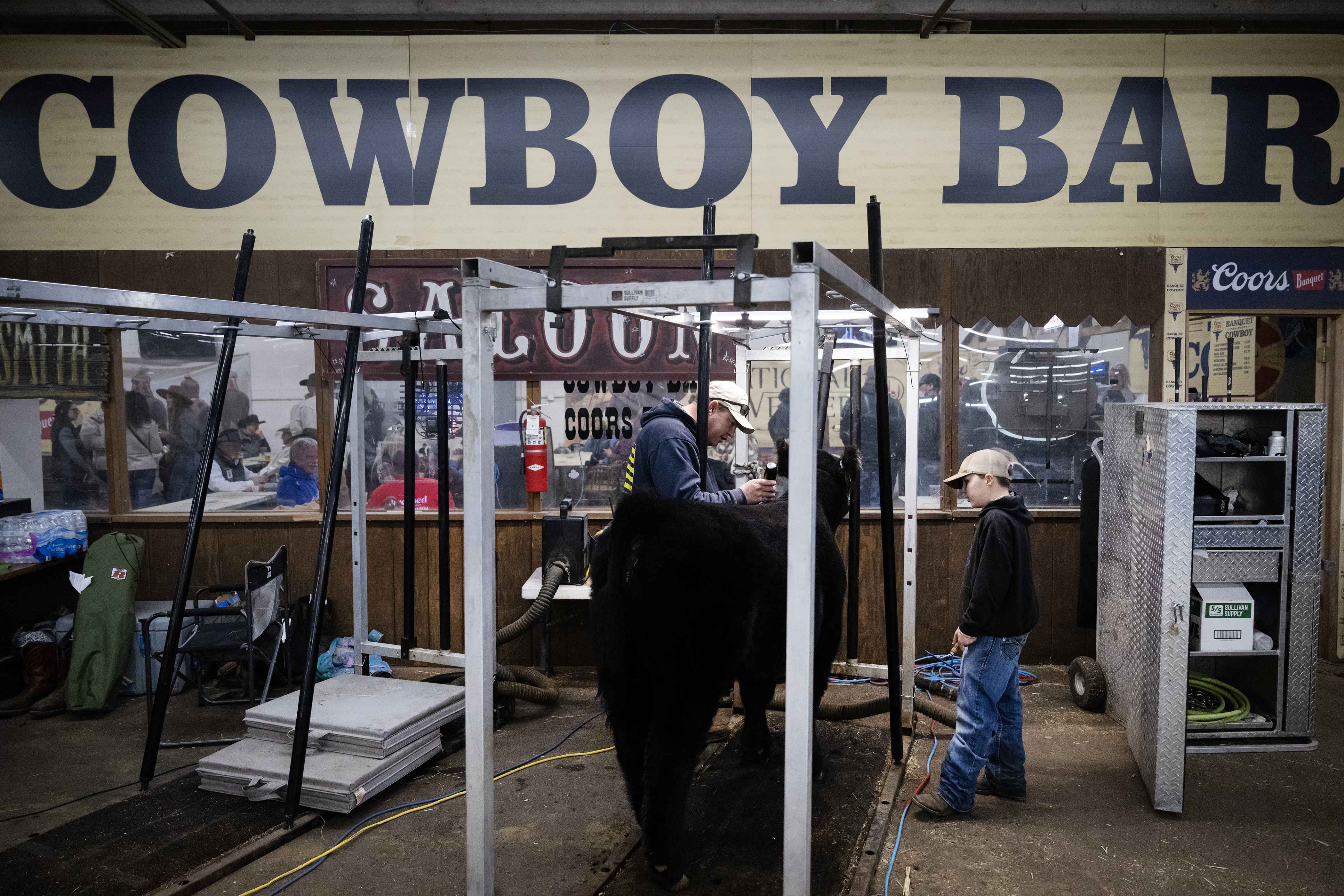 Father and son Dallas and Duke Schleining, 10, from Ault, prep their Simmental steer that will be competing in the Prospects category, in the stalls before the start of the Junior Market Steer Grand Drive on Wednesday, Jan. 17, 2024, at the Stadium Arena in the National Western Complex in Denver, Colo. (Timothy Hurst/Denver Gazette) (TimHursttim.hurst@gazette.comhttps://secure.gravatar.com/avatar/aca82bd62b4ee425c598527cd6faa1b1?d=mm&r=g)