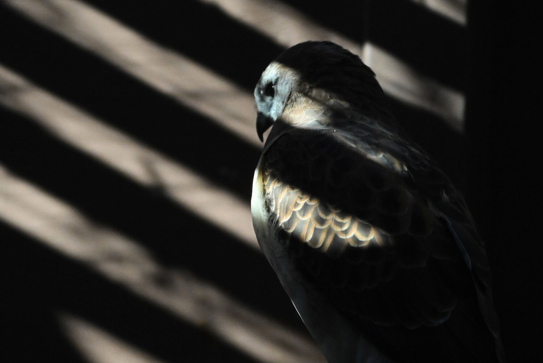 ABOVE: One of the Swainson’s hawks last month at the raptor center at the Nature and Wildlife Discovery Center in Pueblo is pictured. TOP LEFT: A turkey vulture at the raptor center at the Nature and Wildlife Discovery Center in Pueblo on Wednesday, Dec. 6, 2023,wears a dressing on its damaged wing. BOTTOM LEFT: A red-tailed hawk is seen at the Raptor Center Nature and Wildlife Discovery Center in Pueblo on Dec. 6. (photos by Jerilee Bennett, The Denver Gazette)