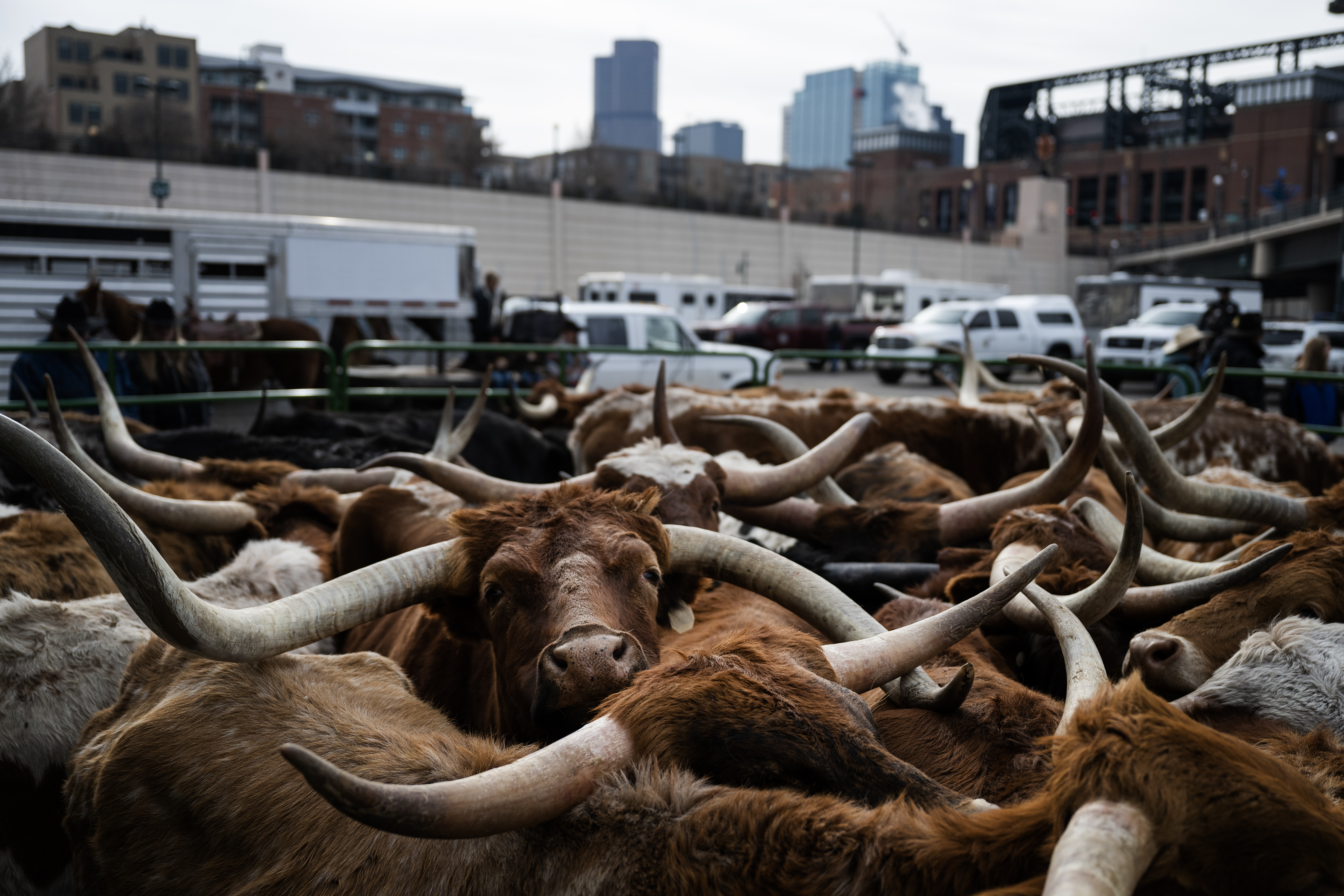 FILE PHOTO: Texas Longhorns from Silverado Ranch are penned up behind Coors Field before The National Western Stock Show Kick-off Parade on Thursday, Jan. 4, 2024, in Denver, Colo. (Timothy Hurst/Denver Gazette) (TimHursttim.hurst@gazette.comhttps://secure.gravatar.com/avatar/aca82bd62b4ee425c598527cd6faa1b1?d=mm&r=g)