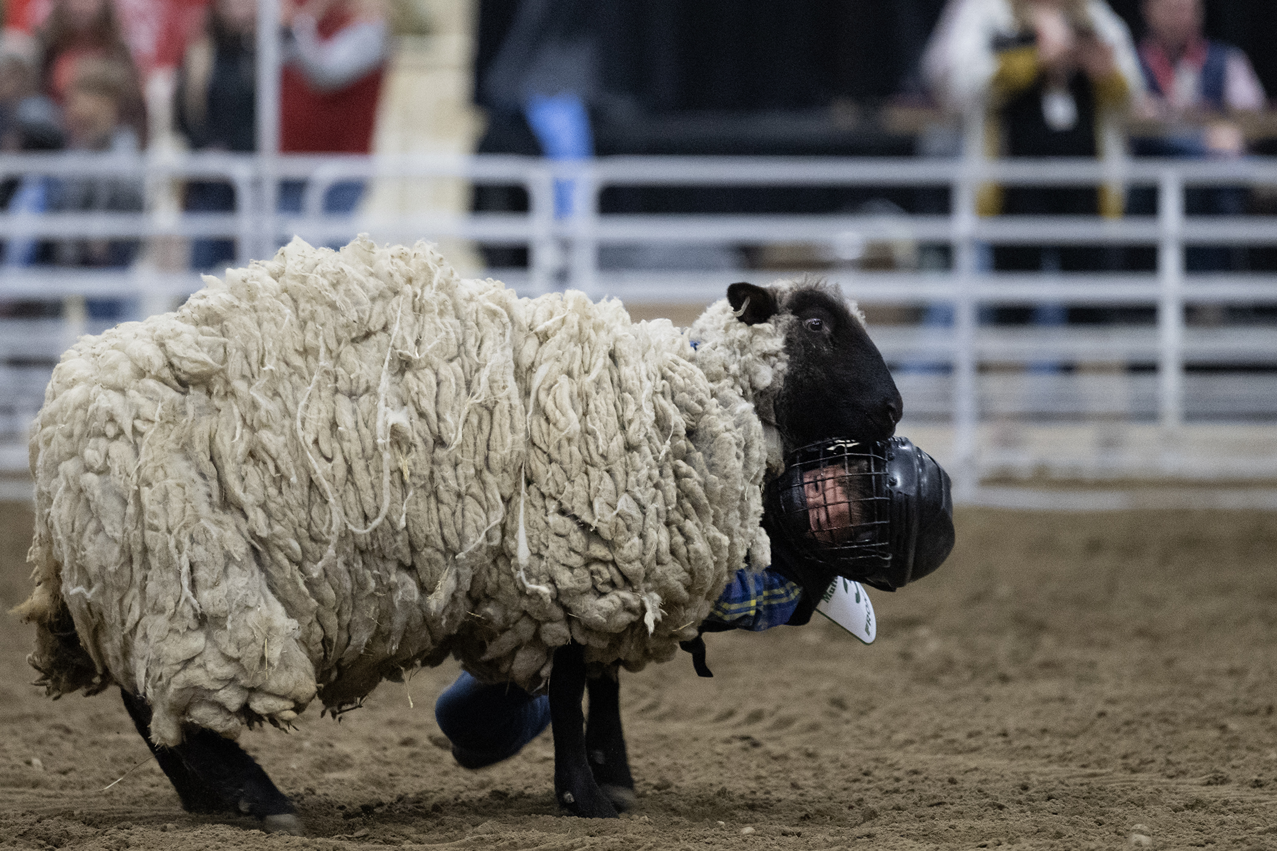Wyatt Bedker, 6, clings to the side of his sheep during the Stadium Arena Mutton Bustin’ event on Monday, Jan. 8, 2024, at the National Western Complex in Denver, Colo. (Timothy Hurst/Denver Gazette) (TimHursttim.hurst@gazette.comhttps://secure.gravatar.com/avatar/aca82bd62b4ee425c598527cd6faa1b1?d=mm&r=g)