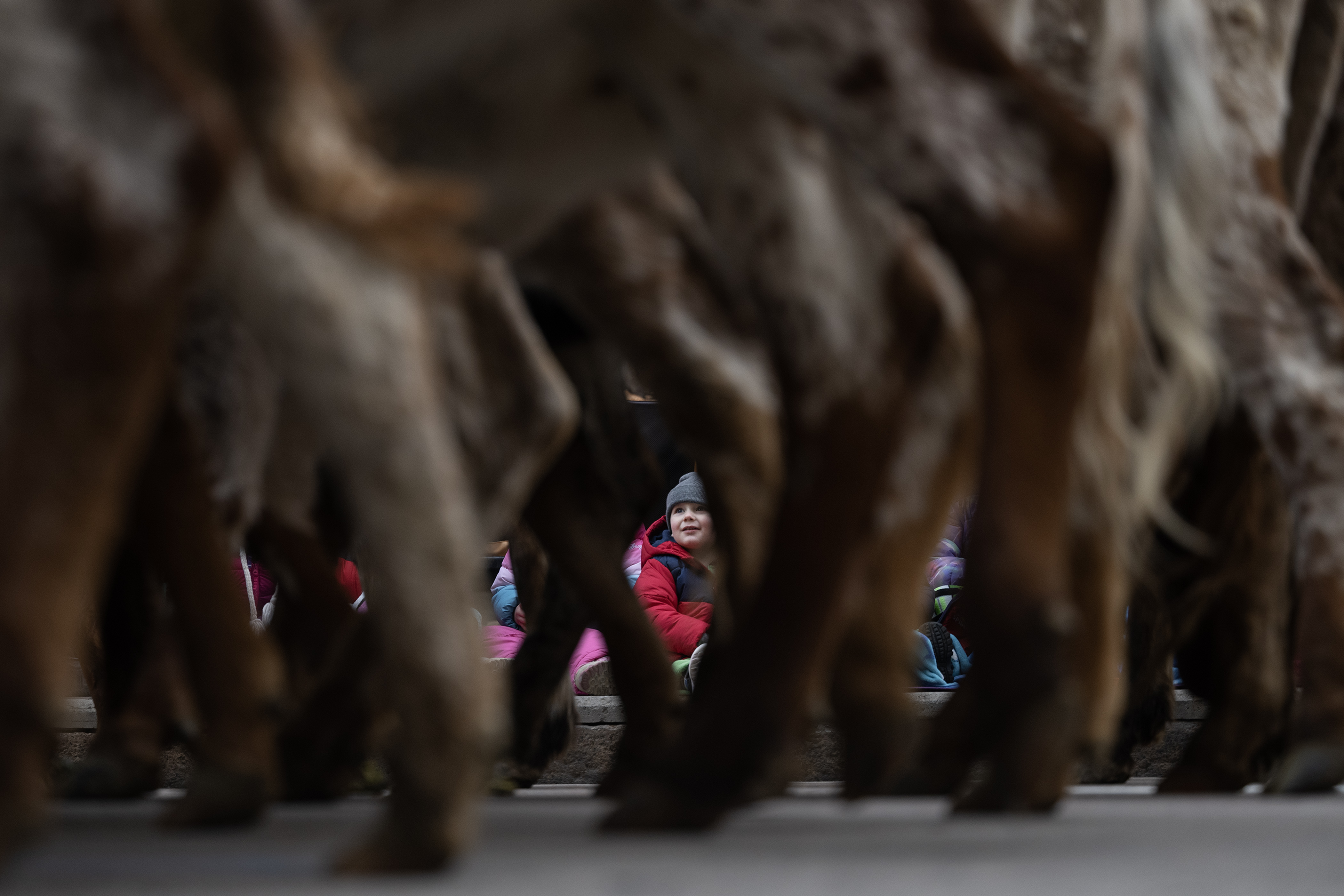 Children look on as Texas Longhorns from Silverado Ranch are driven up 17th Street during The National Western Stock Show Kick-off Parade on Thursday, Jan. 4, 2024, in Denver, Colo. (Timothy Hurst/Denver Gazette) (TimHursttim.hurst@gazette.comhttps://secure.gravatar.com/avatar/aca82bd62b4ee425c598527cd6faa1b1?d=mm&r=g)