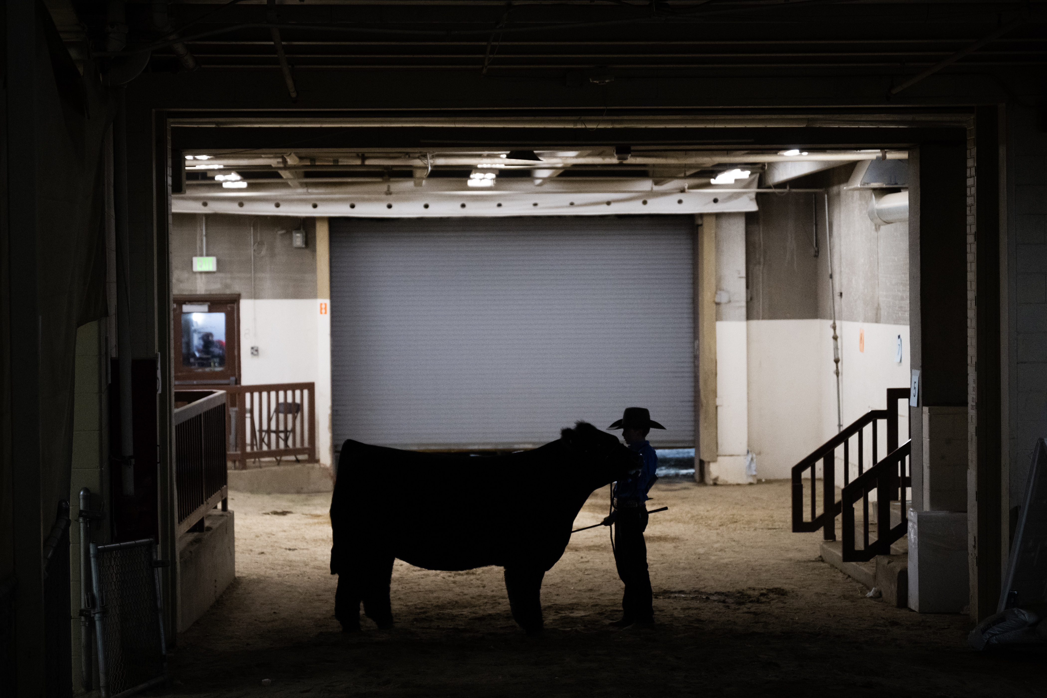 Tyson Johnson stands with hi steer, Cal, after leaving the arena at the end of the Junior Market Steer Grand Drive on Wednesday, Jan. 17, 2024, at the Stadium Arena in the National Western Complex in Denver, Colo.(Timothy Hurst/Denver Gazette) (TimHursttim.hurst@gazette.comhttps://secure.gravatar.com/avatar/aca82bd62b4ee425c598527cd6faa1b1?d=mm&r=g)