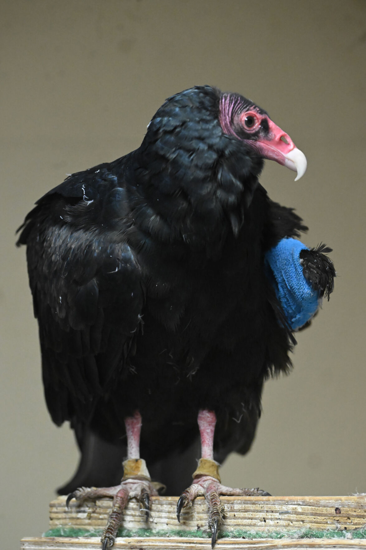 A turkey vulture at the raptor center at the Nature and Wildlife Discovery Center in Pueblo on Wednesday, Dec. 6, 2023, wears a dressing on its damaged wing.
