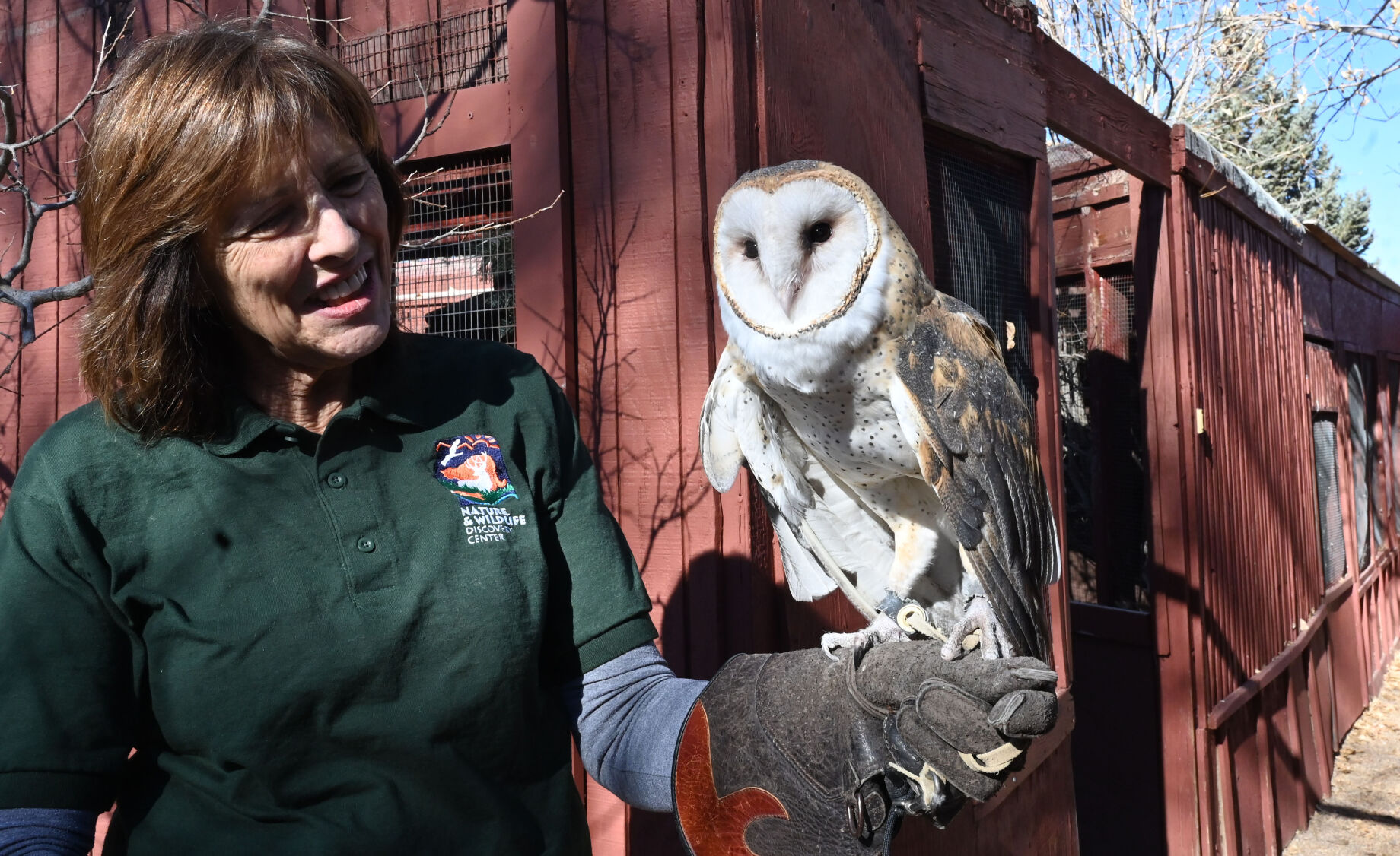 LEFT: Piper the barn owl was found by a Colorado Parks and Wildlife officer, unable to fly. He is being held by volunteer Teresa Valenti at the raptor center at Nature and Wildlife Discovery Center in Pueblo last month, 2023. (Photos by Jerilee Bennett, The Gazette)