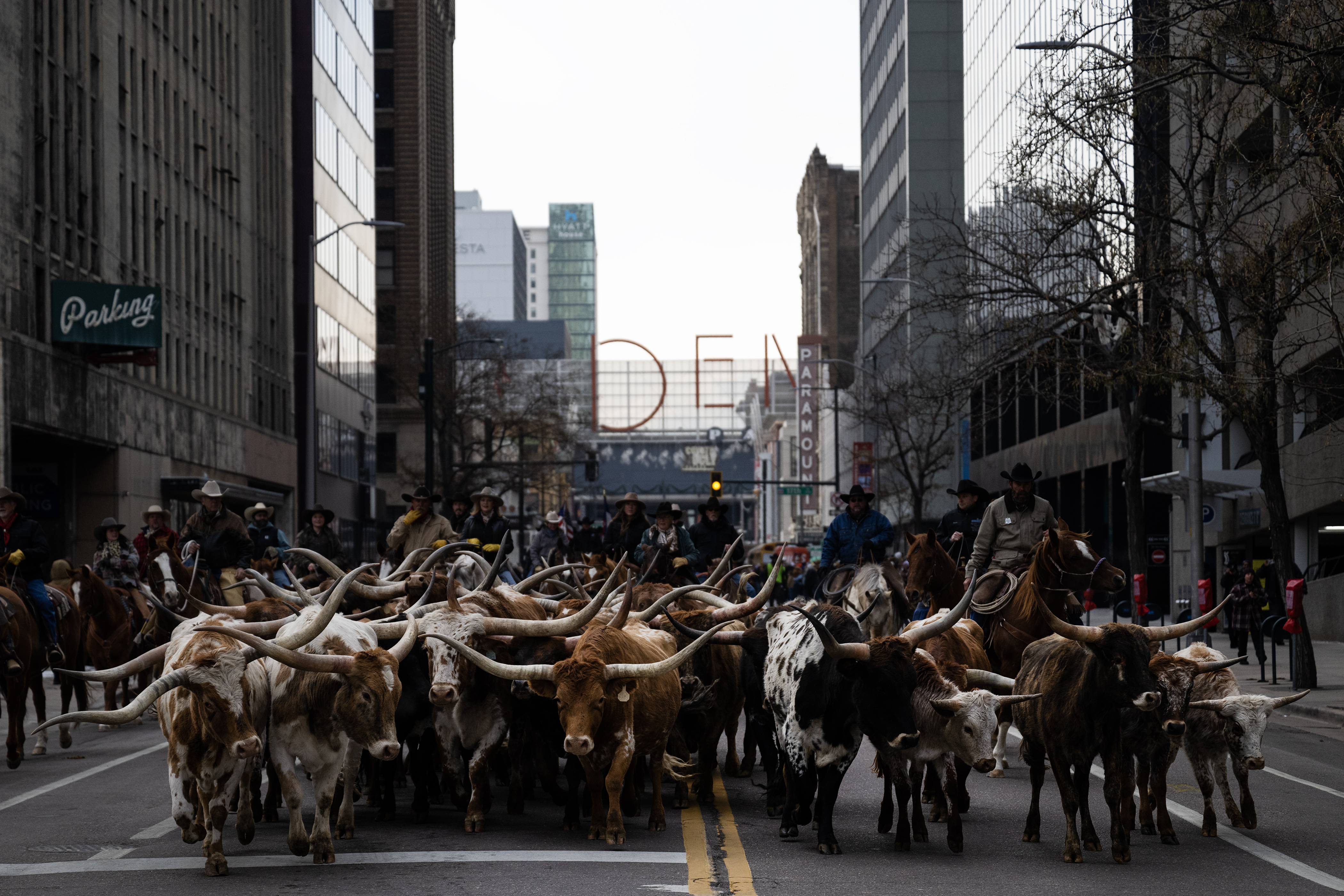 Texas Longhorns from Silverado Ranch are driven down Glenarm Place and towards their pen during The National Western Stock Show Kick-off Parade on Thursday, Jan. 4, 2024, in Denver, Colo. (Timothy Hurst/Denver Gazette) (The Gazette)