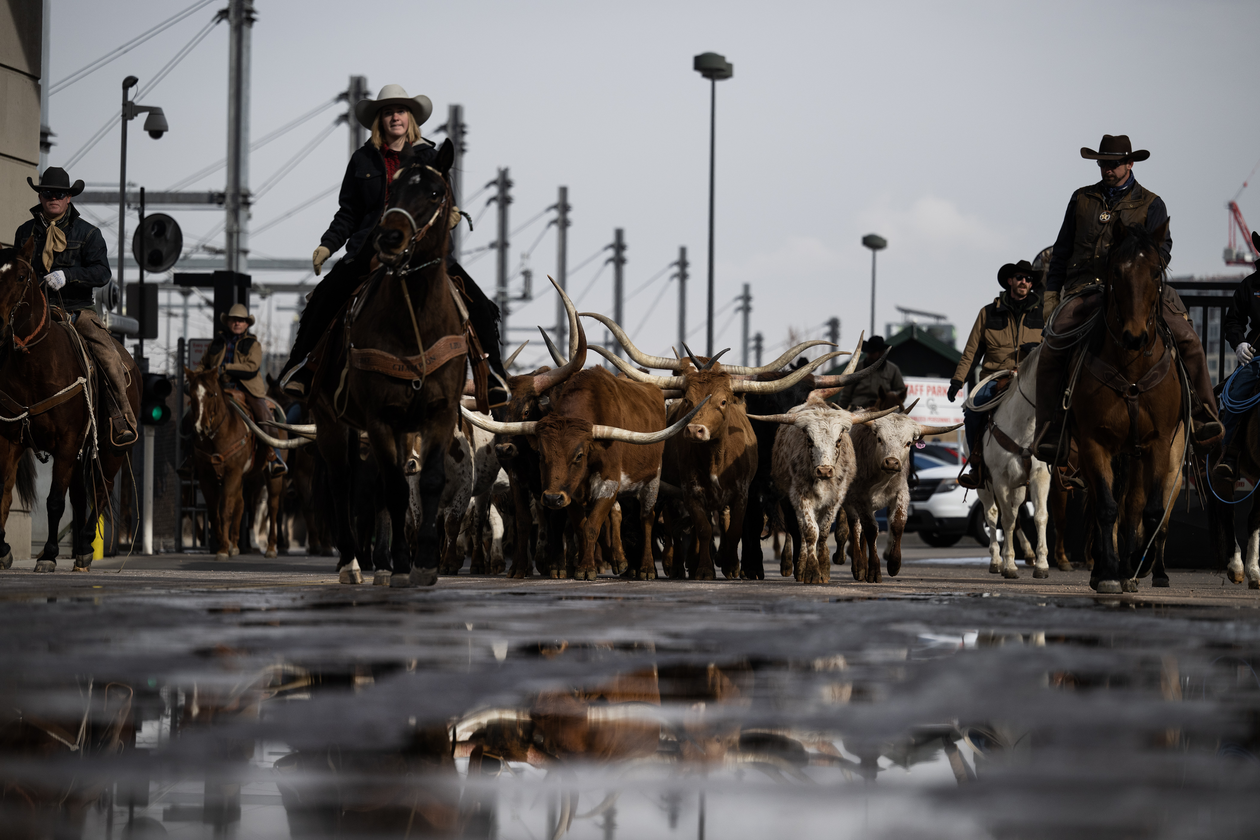 Texas Longhorns from Silverado Ranch are reflected in puddles as their driven behind Coors Field to the starting point of The National Western Stock Show Kick-off Parade on Thursday, Jan. 4, 2024, in Denver, Colo. (Timothy Hurst/Denver Gazette) (TimHursttim.hurst@gazette.comhttps://secure.gravatar.com/avatar/aca82bd62b4ee425c598527cd6faa1b1?d=mm&r=g)