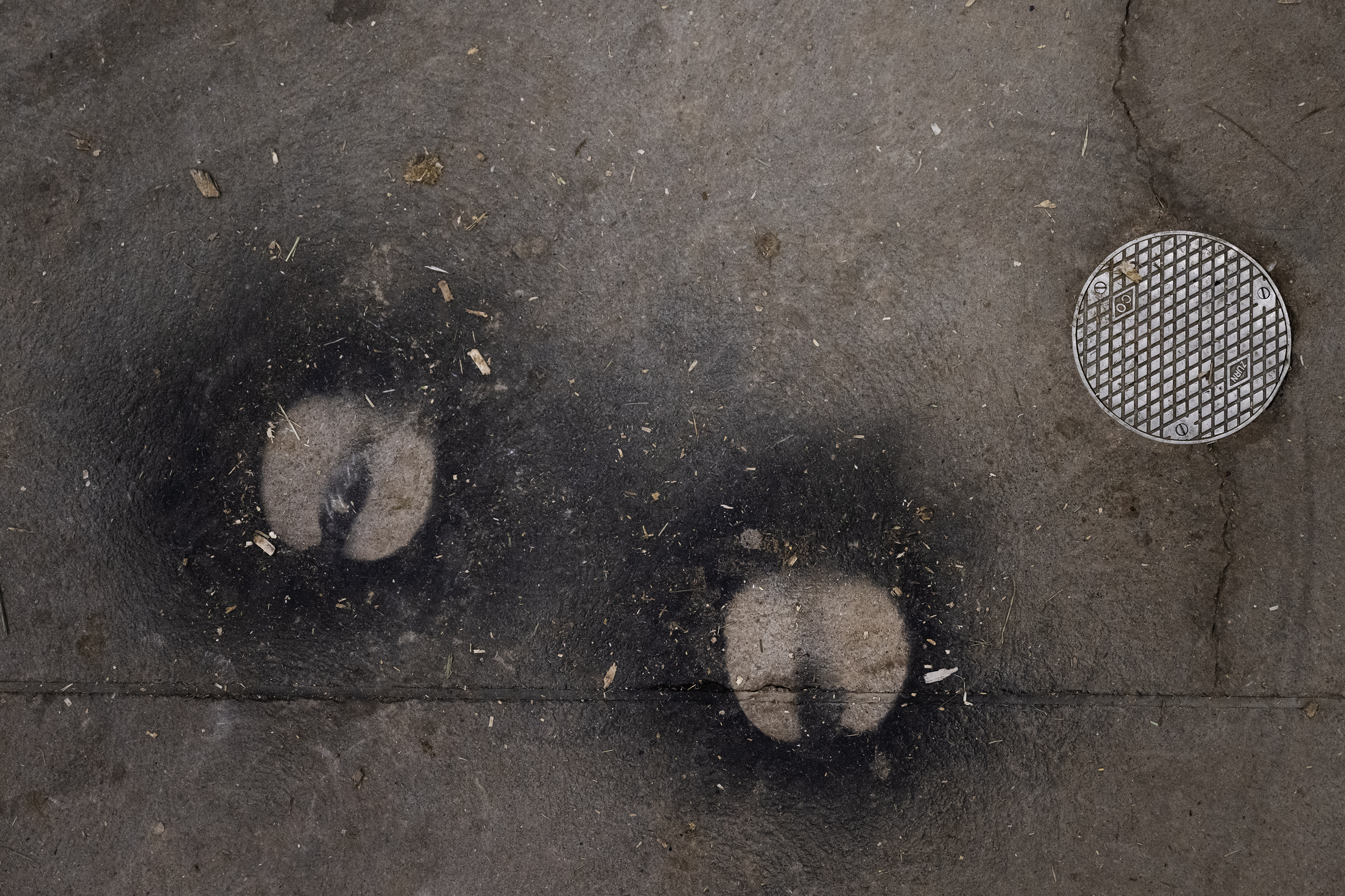 A steer’s hooves are stenciled to the concrete with finishing spray during the Junior Market Steer Grand Drive on Wednesday, Jan. 17, 2024, at the National Western Complex in Denver, Colo. (Timothy Hurst/Denver Gazette) (TimHursttim.hurst@gazette.comhttps://secure.gravatar.com/avatar/aca82bd62b4ee425c598527cd6faa1b1?d=mm&r=g)