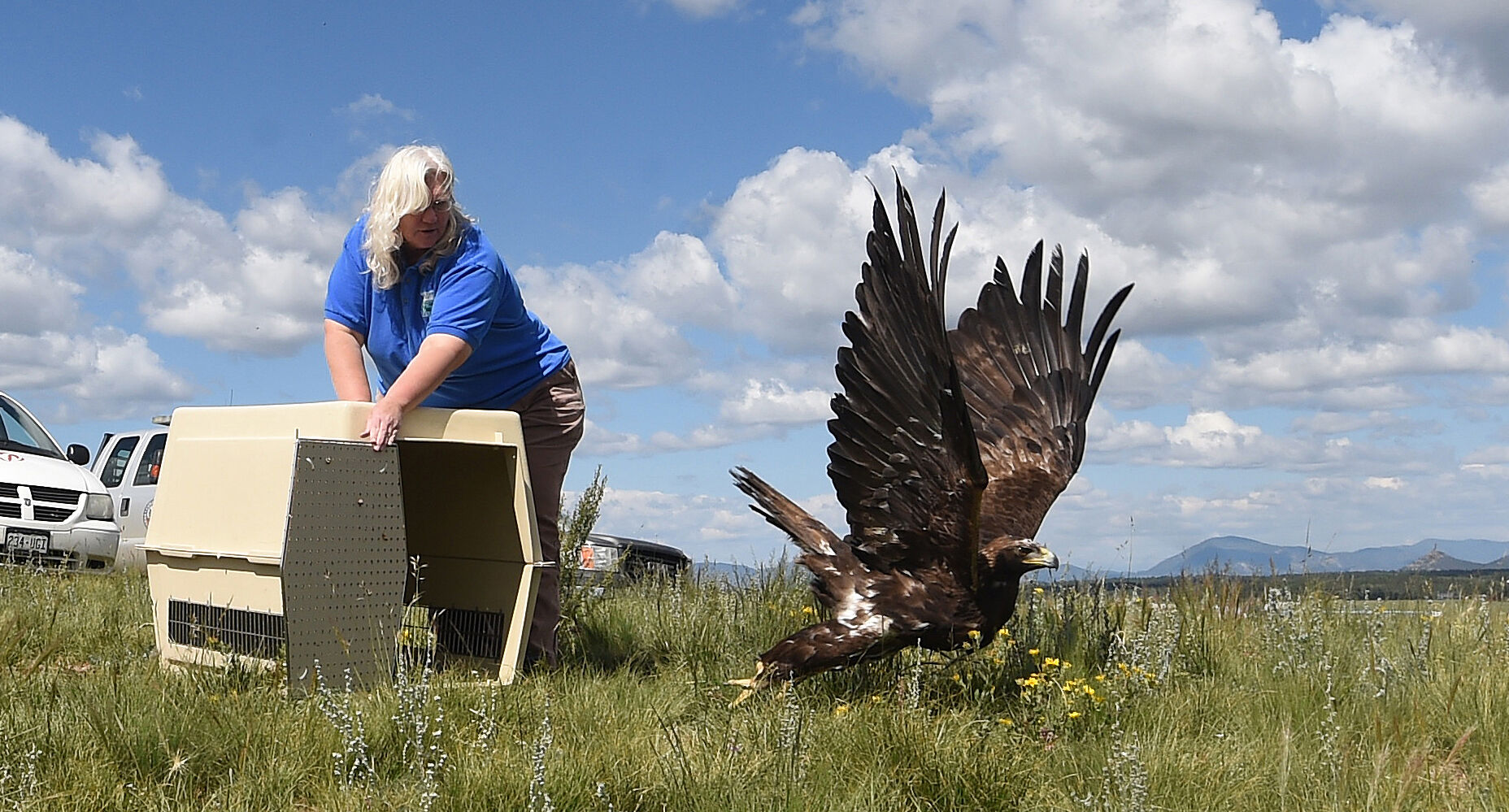 Diana Miller, director of the raptor center at the Nature and Wildlife Discovery Center in Pueblo, opens a king-sized crate to release a golden eagle near Divide that had been rehabbing at the center since 2017. (photos by JERILEE BENNETT, THE GAZETTE)