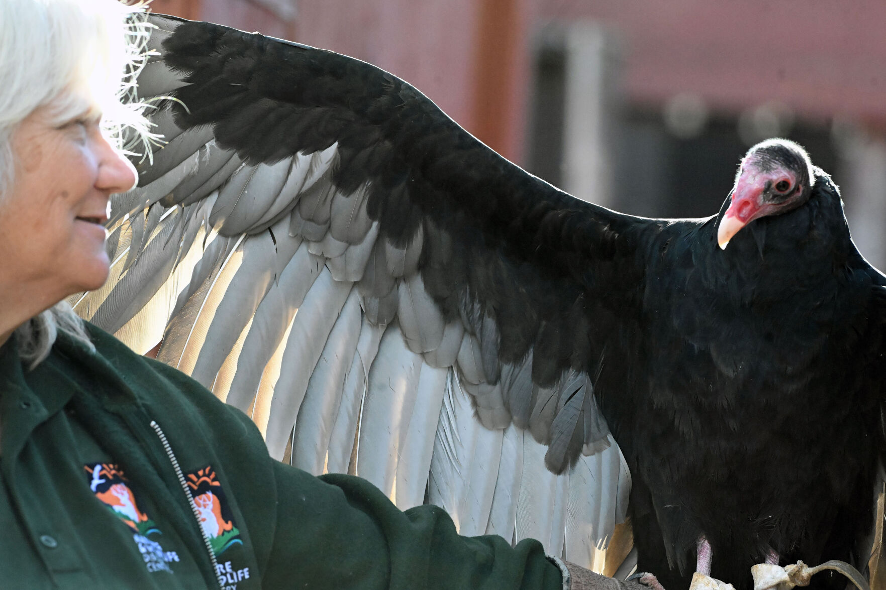 ABOVE: Lurch the turkey vulture is held by Diana Miller, the director of the raptor center at the Nature and Wildlife Discovery Center in Pueblo. Lurch has been one of the “educators” for the center and one of the favorites of staff and volunteers at the center. Wednesday, Dec. 6, 2023. LEFT: One of the great horned owls at the Raptor Center at the Nature and Wildlife Discovery Center in Pueblo is missing an eye on Dec. 6. (photos by Jerilee Bennett, The Denver Gazette)
