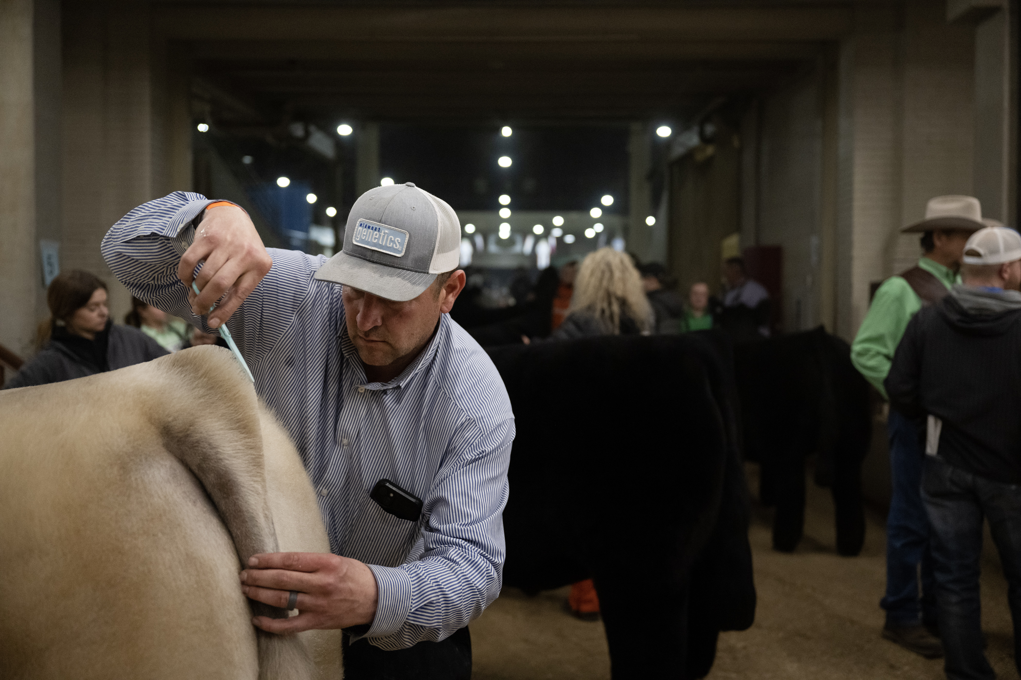 Luke Doris carefully trims the eventual Grand Champion Steer Frosty’s hair in the hall leading into the arena during the Junior Market Steer Grand Drive on Wednesday, Jan. 17, 2024, at the Stadium Arena in the National Western Complex in Denver, Colo. (Timothy Hurst/Denver Gazette) (TimHursttim.hurst@gazette.comhttps://secure.gravatar.com/avatar/aca82bd62b4ee425c598527cd6faa1b1?d=mm&r=g)
