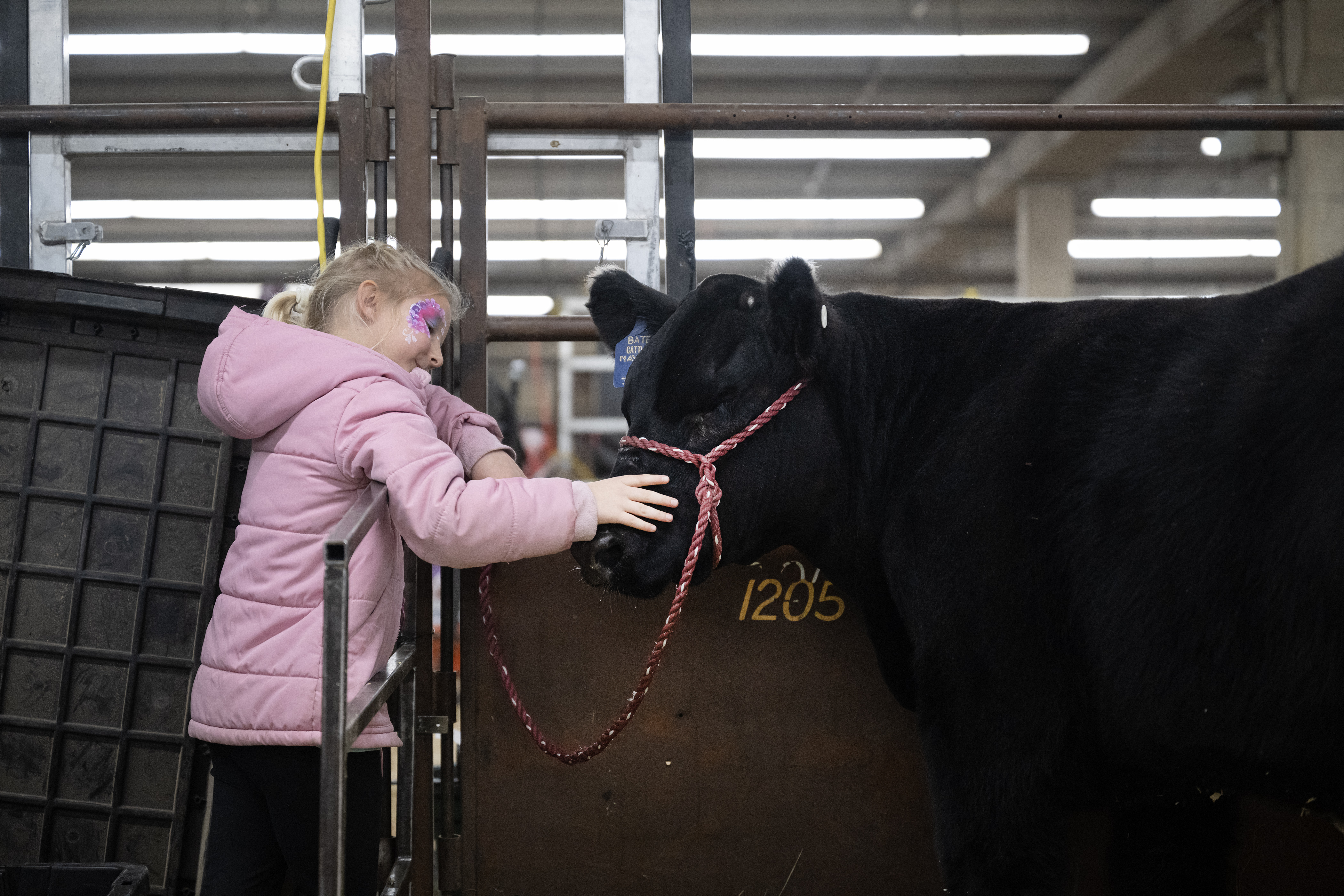 Kailee Campbell, 6, pets Dakota Rogers’ steer Reaper, who will be competing in the prospects category, while other cattle are prepped in the barn on Wednesday, Jan. 17, 2024, at the Stadium Arena in the National Western Complex in Denver, Colo. (Timothy Hurst/Denver Gazette) (TimHursttim.hurst@gazette.comhttps://secure.gravatar.com/avatar/aca82bd62b4ee425c598527cd6faa1b1?d=mm&r=g)