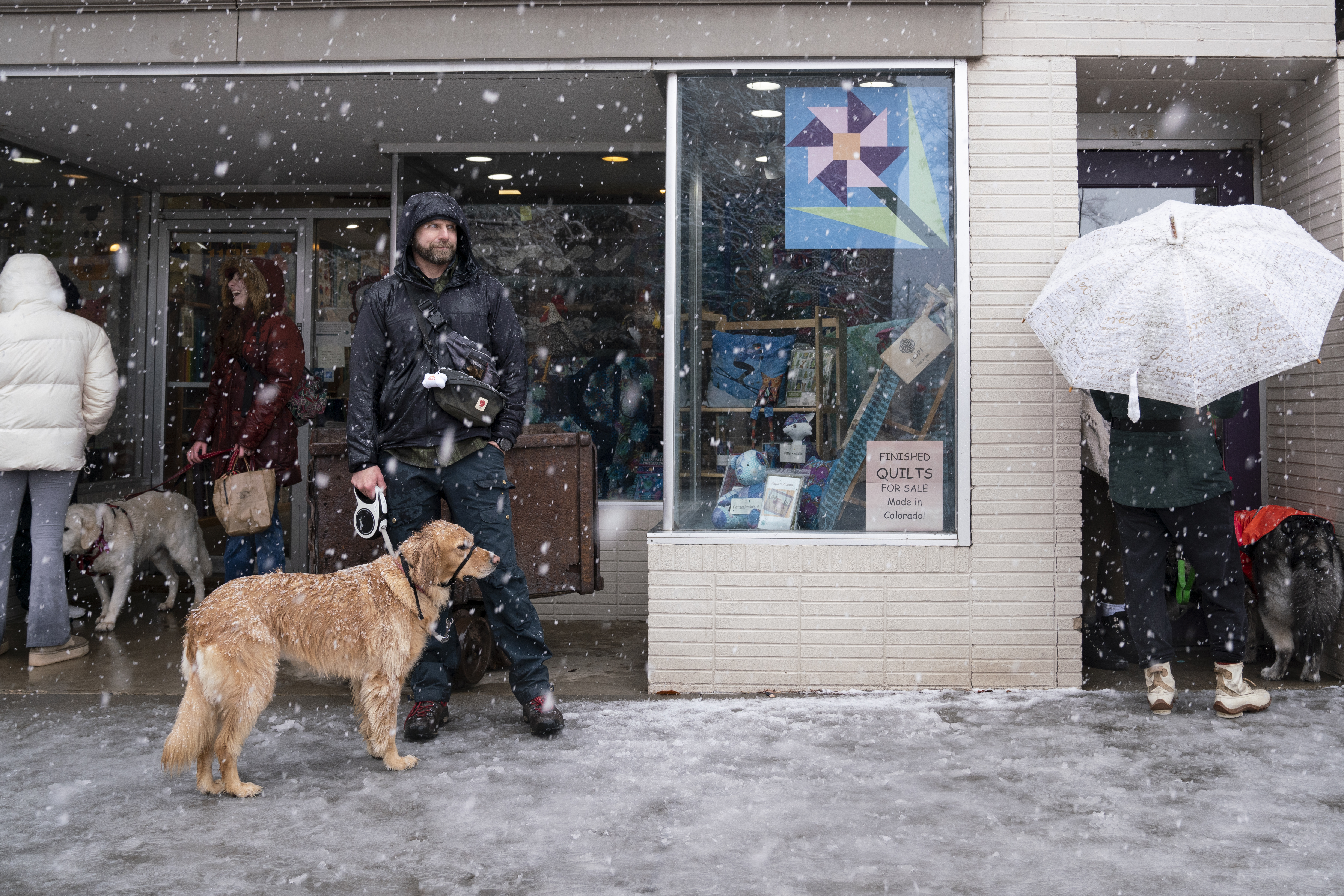 Golden retrievers on Washington Ave. in Golden, Colorado on Saturday, February 3, 2024. The snow didn’t stop owners from bringing their pets to the annual event on National Golden Retriever Day. (Rebecca Slezak)