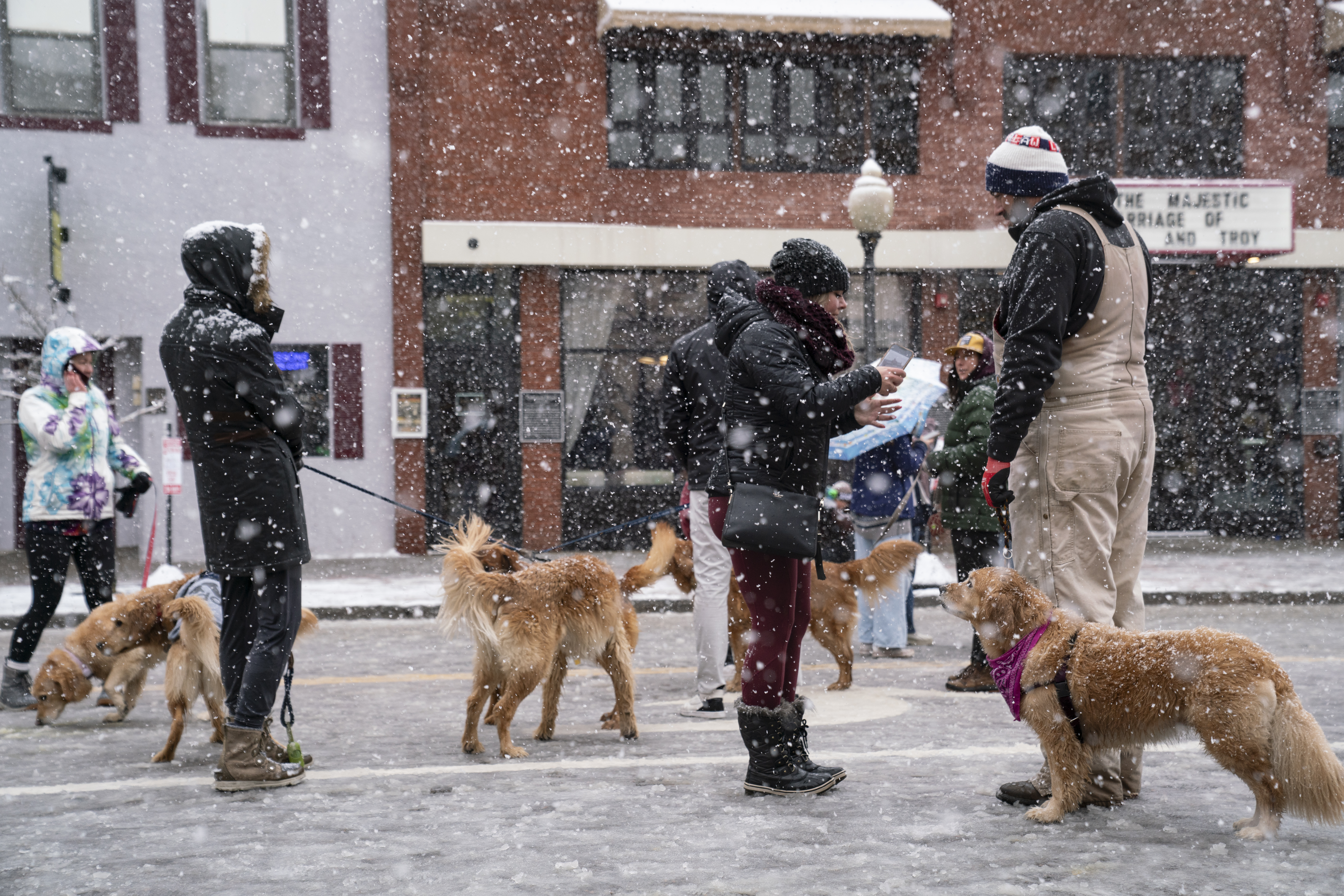 Golden retrievers walk down Washington Ave. in Golden, Colorado on Saturday, February 3, 2024. The snow didn’t stop owners from bringing their pets to the annual event on National Golden Retriever Day. (Rebecca Slezak)