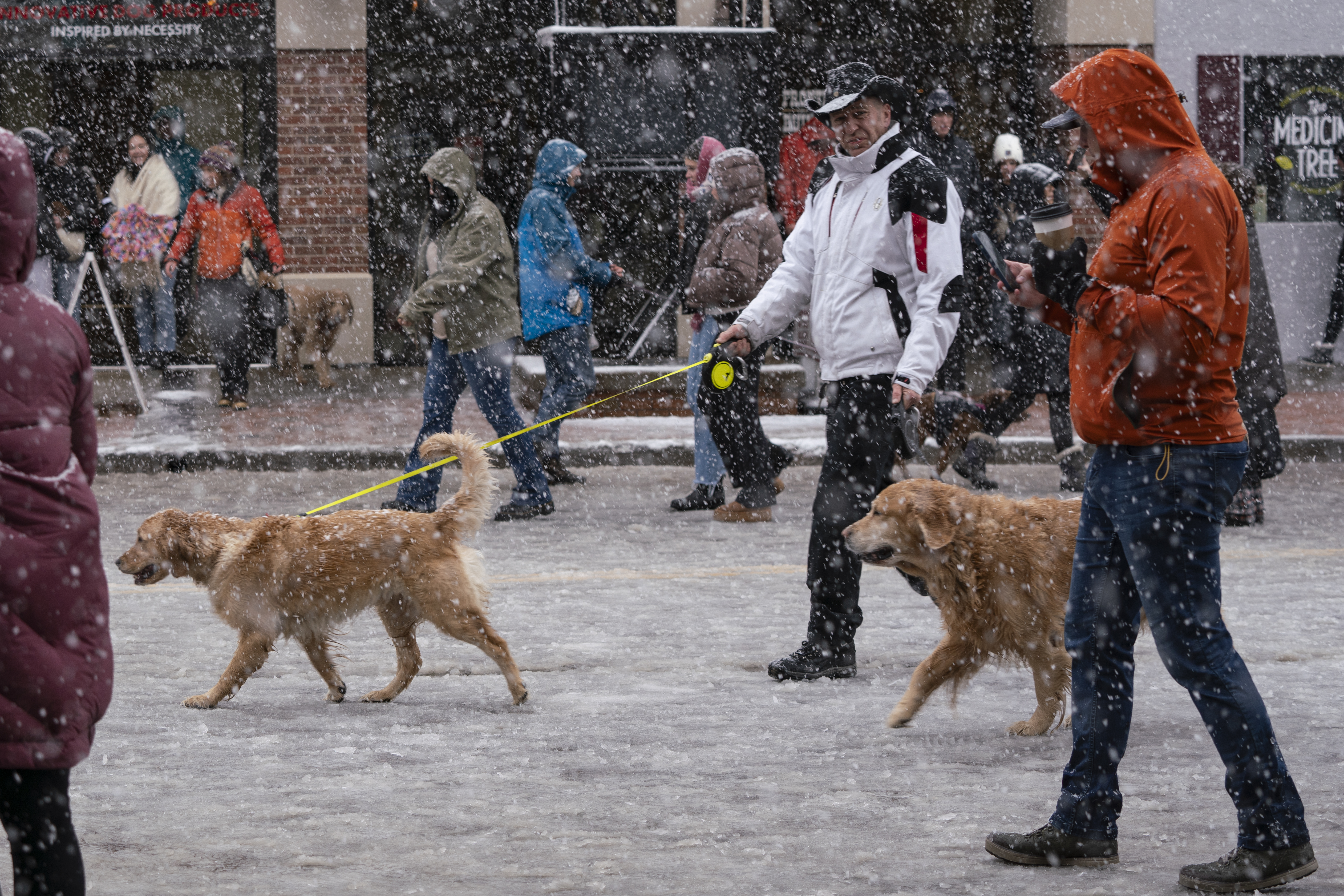 Golden retrievers walk down Washington Ave. in Golden, Colorado on Saturday, February 3, 2024. The snow didn’t stop owners from bringing their pets to the annual event on National Golden Retriever Day. (Rebecca Slezak)