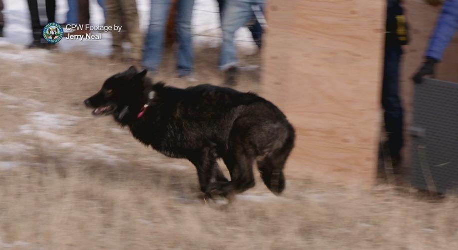 Wolves captured 14 of 15