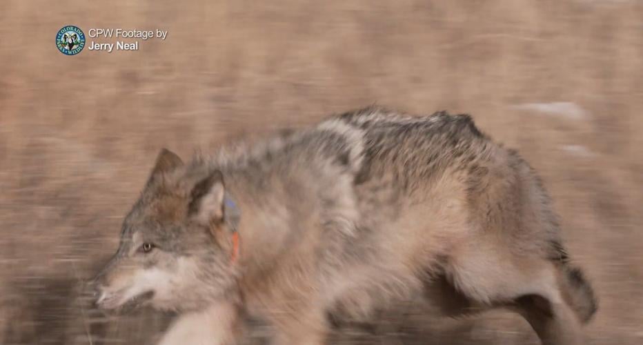 Wolves captured 13 of 15