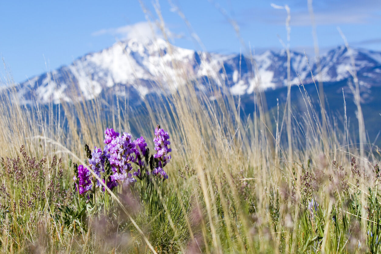 Wildflowers in the Pike National Forest and Pikes Peak Photo Credit: SWKrullImaging (iStock). (copy)